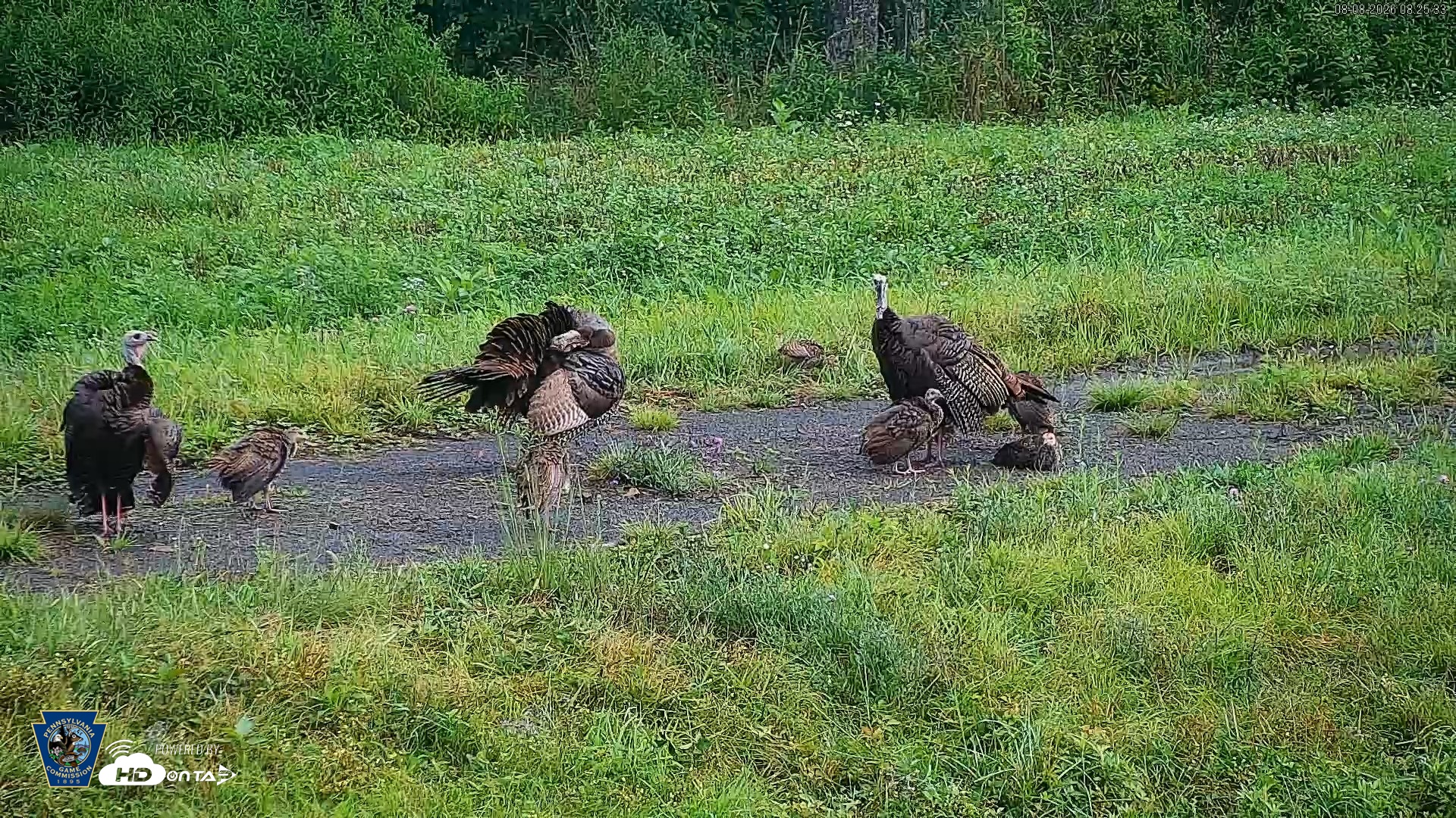 Snapshot of Pennsylvania Elk Live Webcam taken Aug 8, 2026, 8:26am EDT