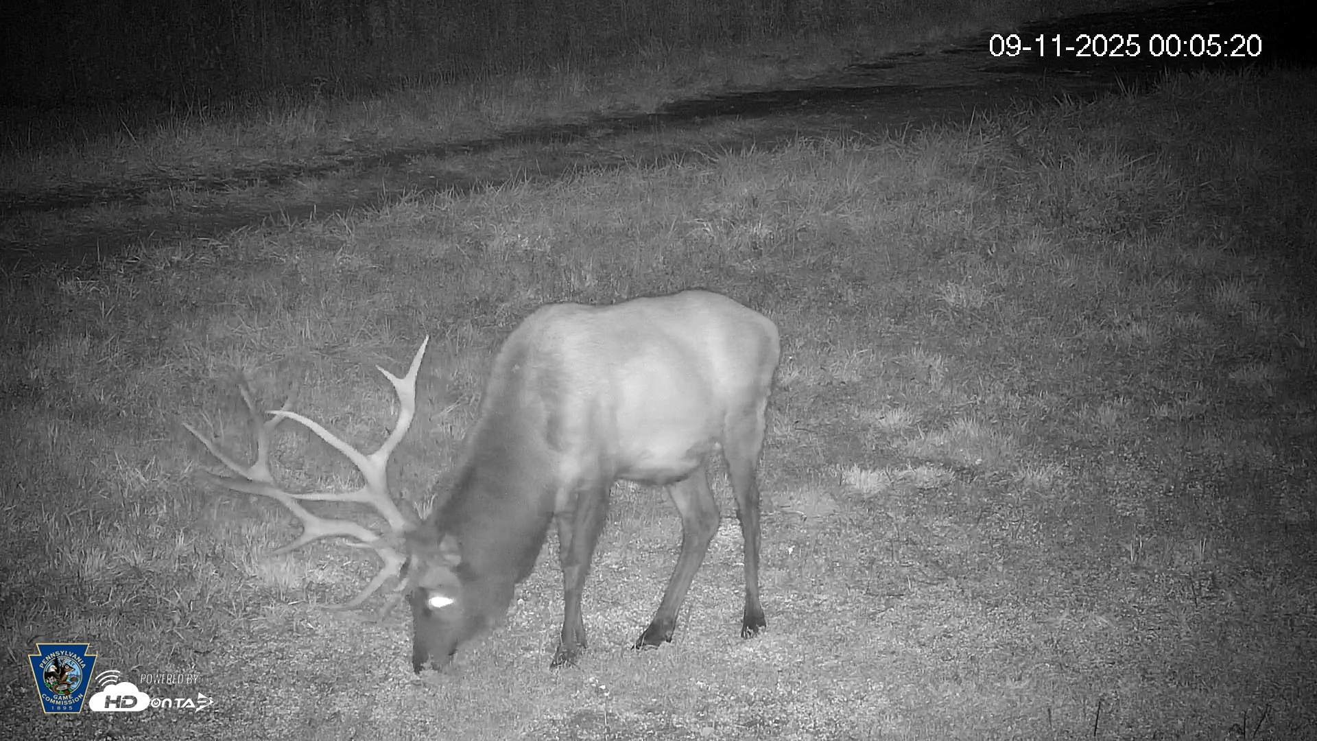 Snapshot of Pennsylvania Elk Live Webcam taken Sep 11, 2025, 12:06am EDT