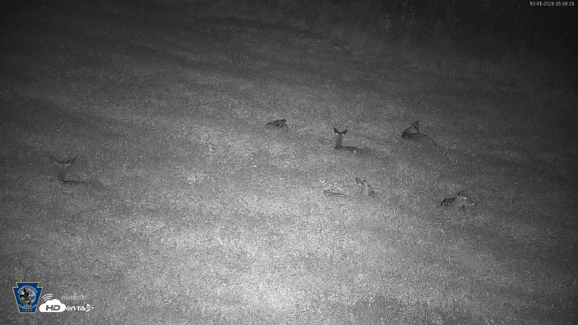 Snapshot of Pennsylvania Elk Live Webcam taken Oct 1, 2026, 5:09am EDT