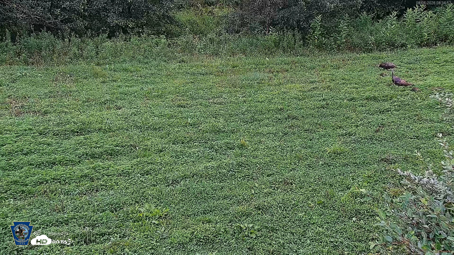 Snapshot of Pennsylvania Elk Live Webcam taken Aug 6, 2026, 8:35am EDT