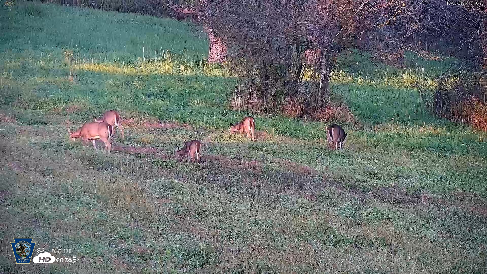 Snapshot of Pennsylvania Elk Live Webcam taken Oct 3, 2026, 6:19pm EDT