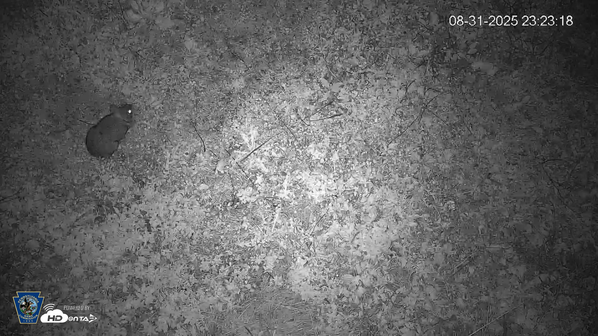 Snapshot of Pennsylvania Elk Live Webcam taken Aug 31, 2025, 11:24pm EDT