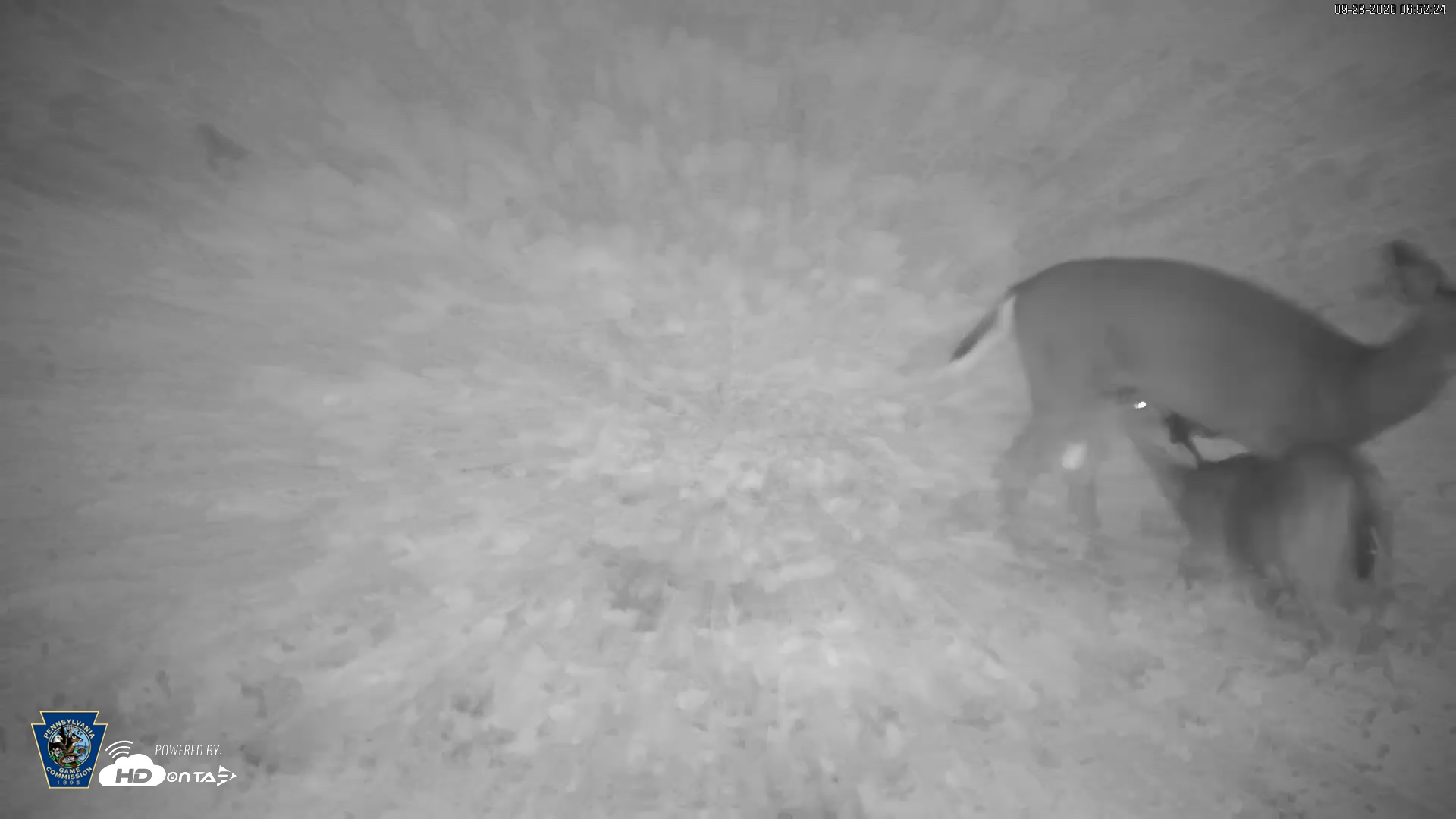Snapshot of Pennsylvania Elk Live Webcam taken Sep 28, 2026, 6:53am EDT
