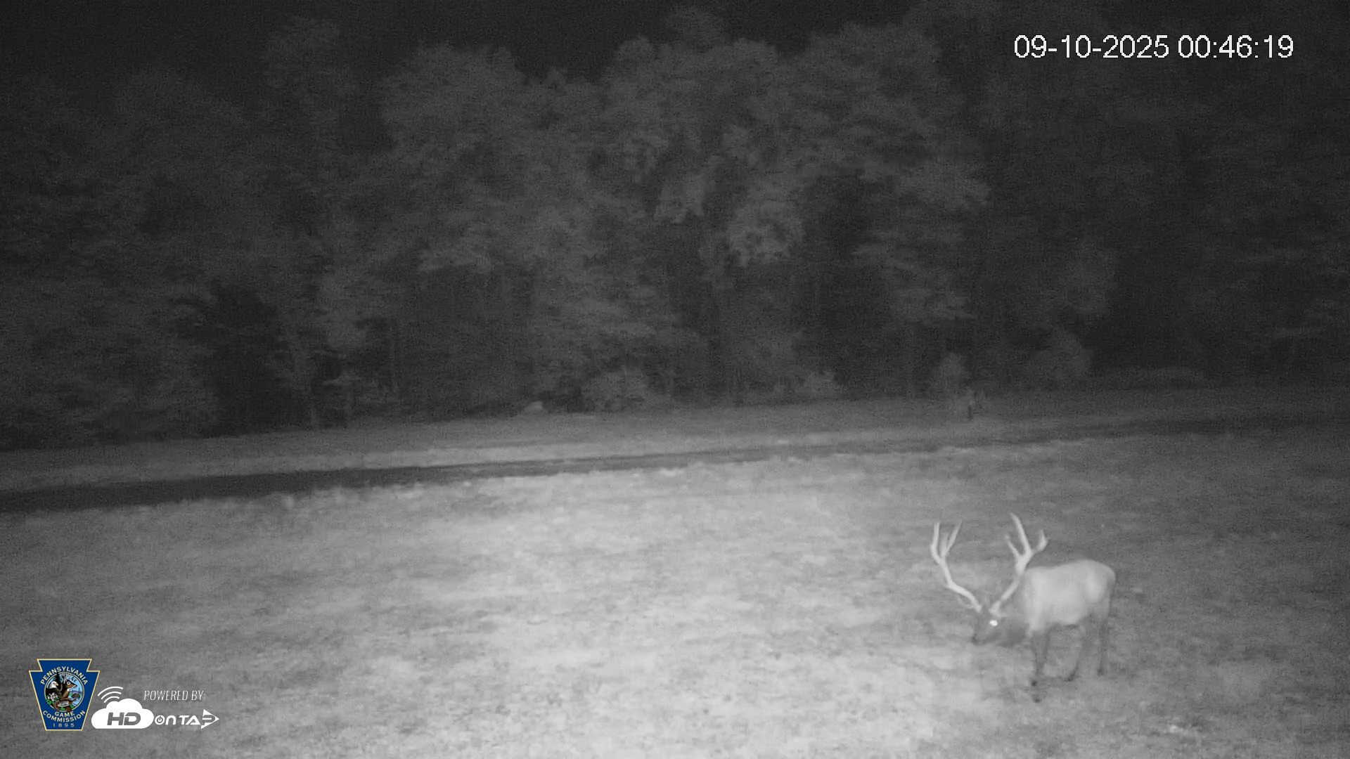 Snapshot of Pennsylvania Elk Live Webcam taken Sep 10, 2025, 12:47am EDT
