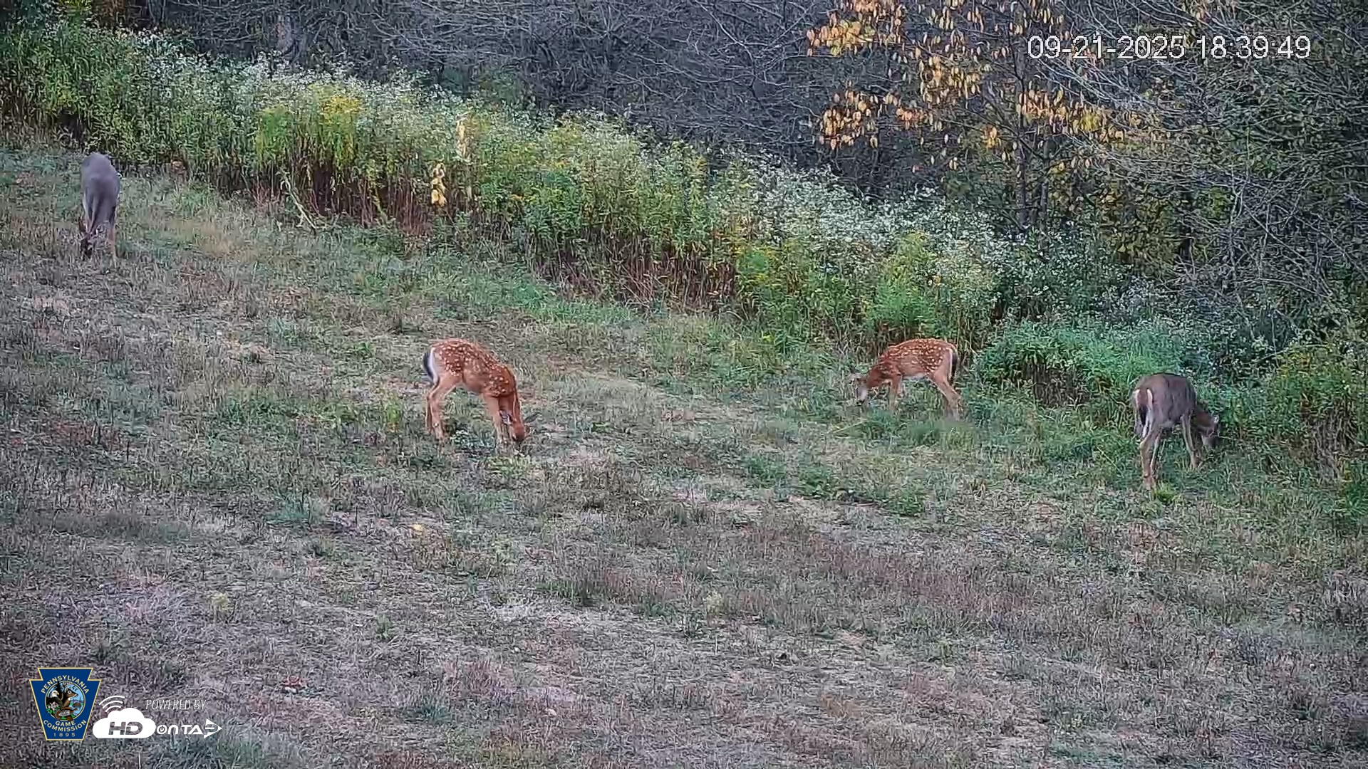 Snapshot of Pennsylvania Elk Live Webcam taken Sep 21, 2025, 6:40pm EDT