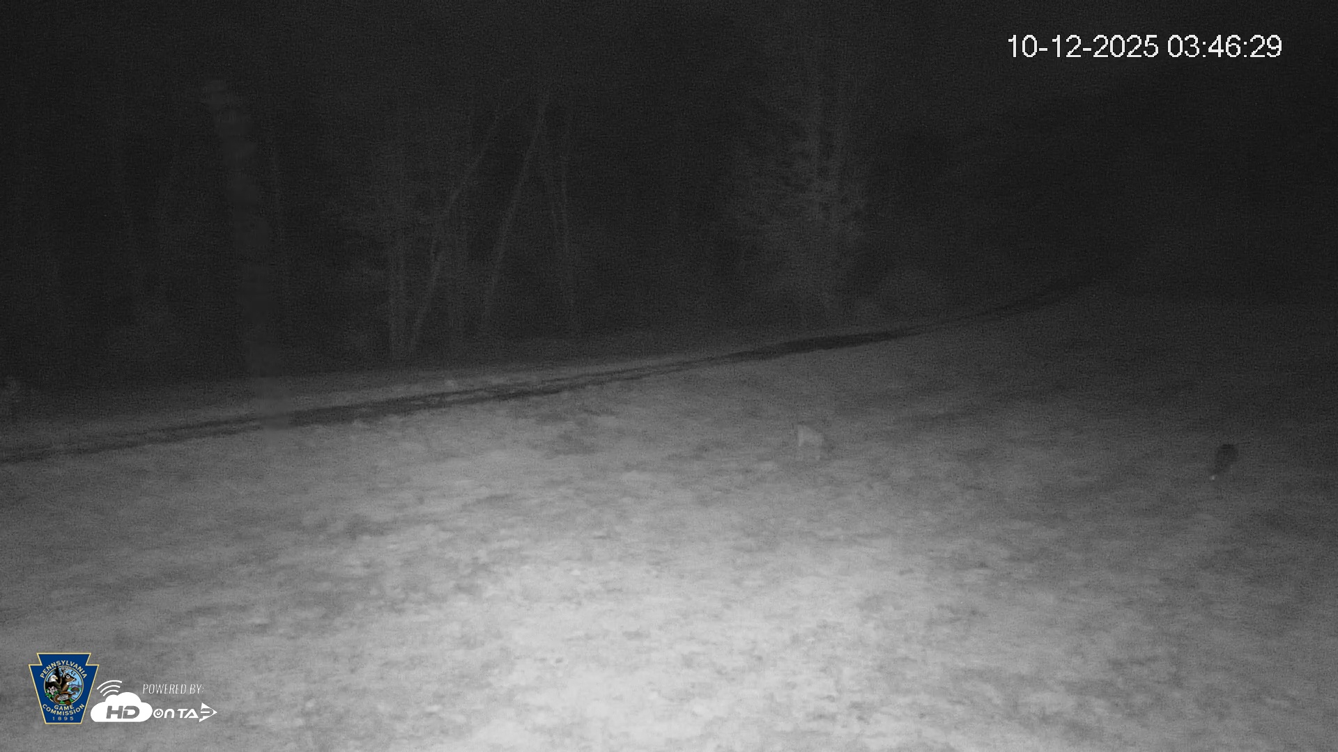 Snapshot of Pennsylvania Elk Live Webcam taken Oct 12, 2025, 3:47am EDT