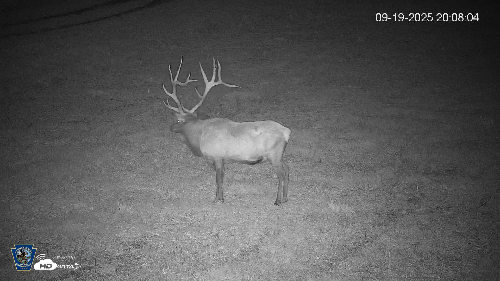 Snapshot of Pennsylvania Elk Live Webcam taken Sep 19, 2025, 8:08pm EDT