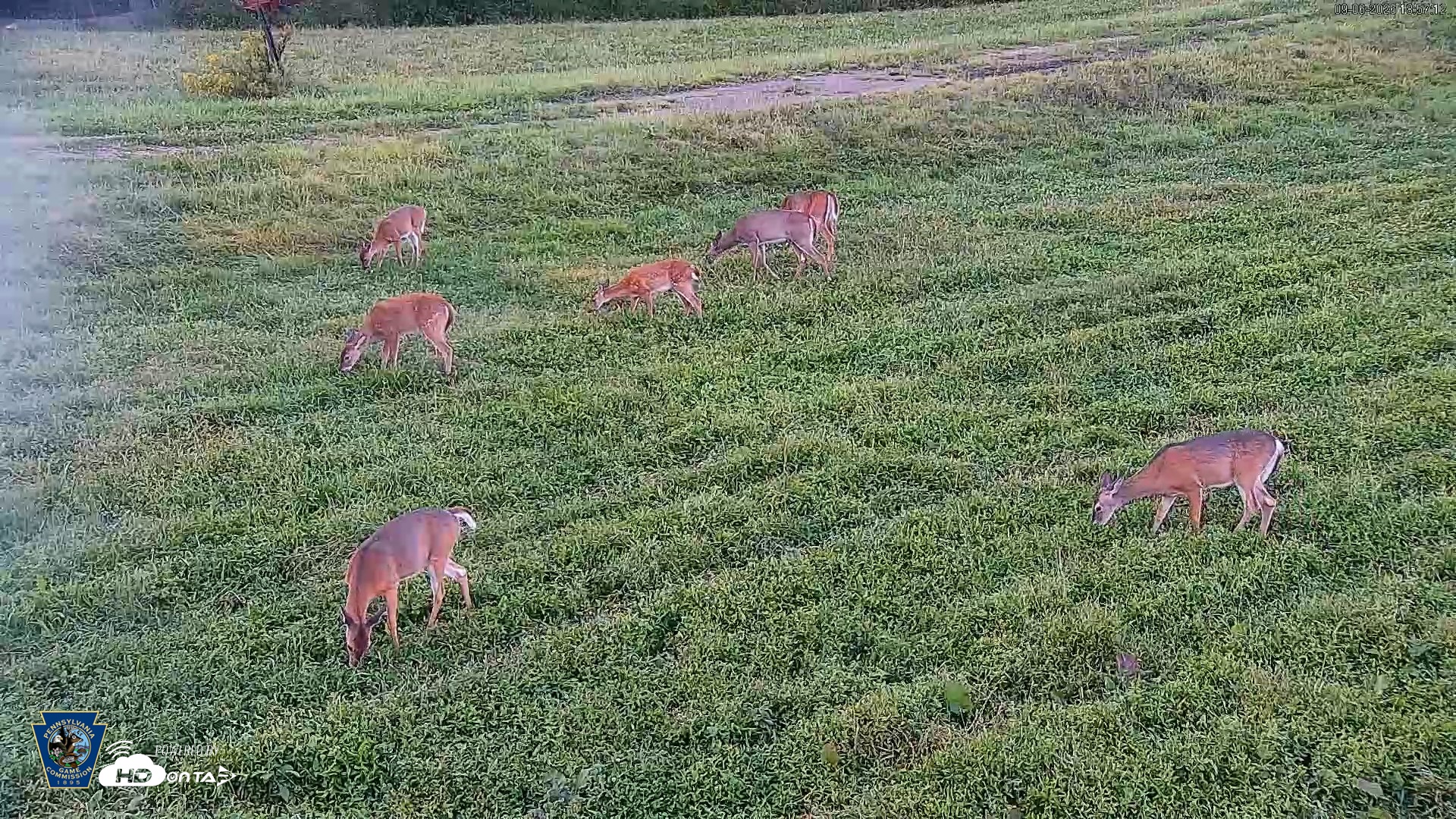 Snapshot of Pennsylvania Elk Live Webcam taken Sep 6, 2026, 6:57pm EDT