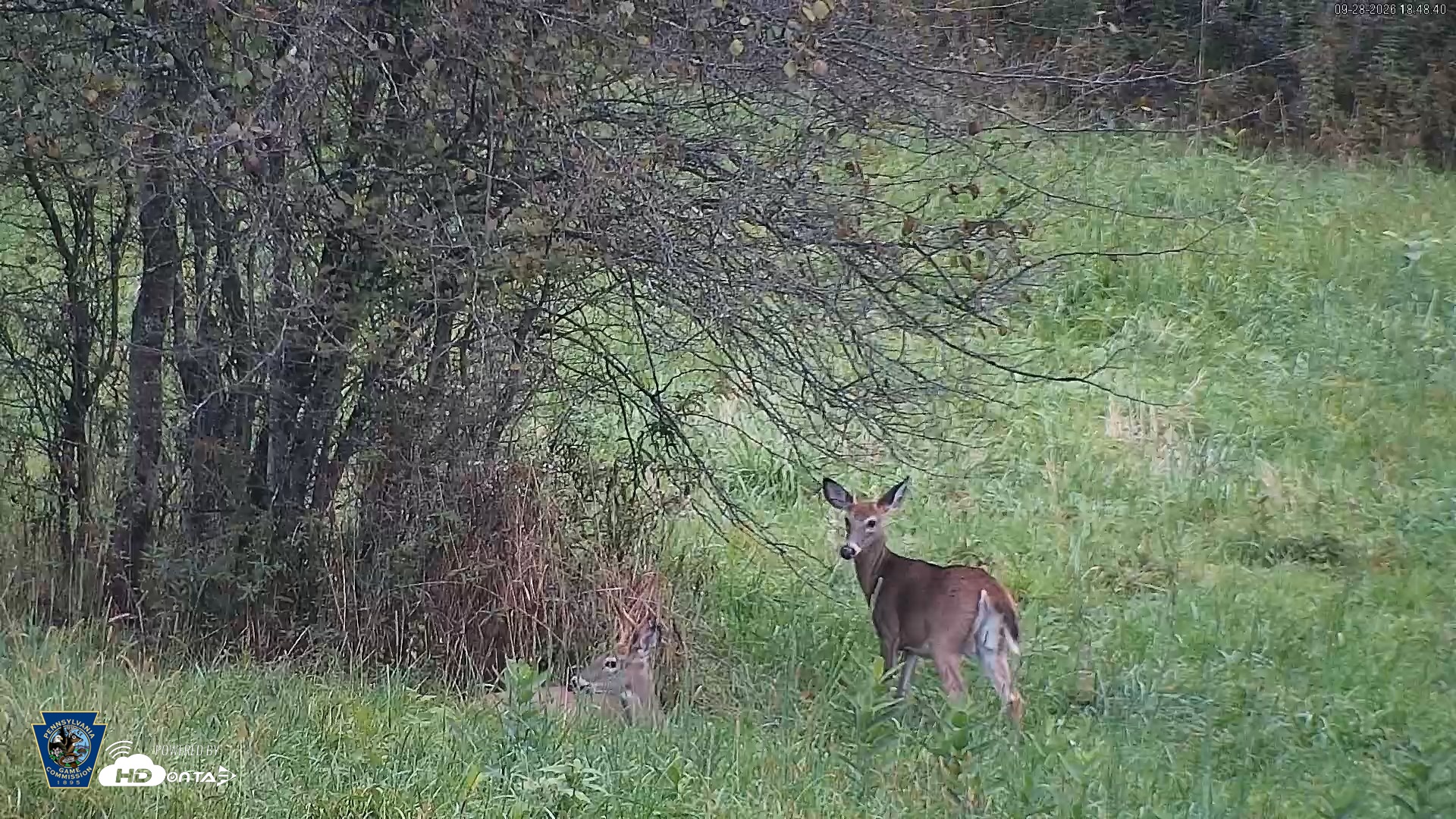 Snapshot of Pennsylvania Elk Live Webcam taken Sep 28, 2026, 6:49pm EDT