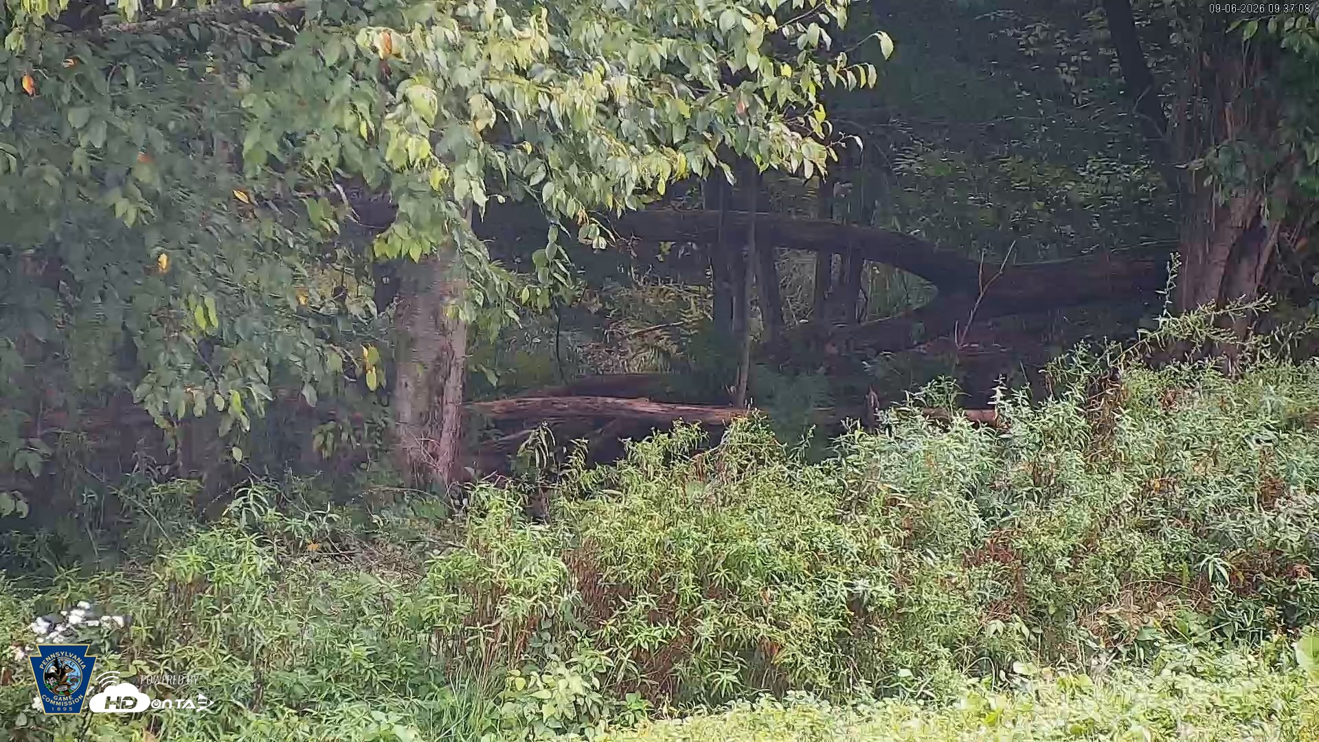 Snapshot of Pennsylvania Elk Live Webcam taken Sep 6, 2026, 9:37am EDT