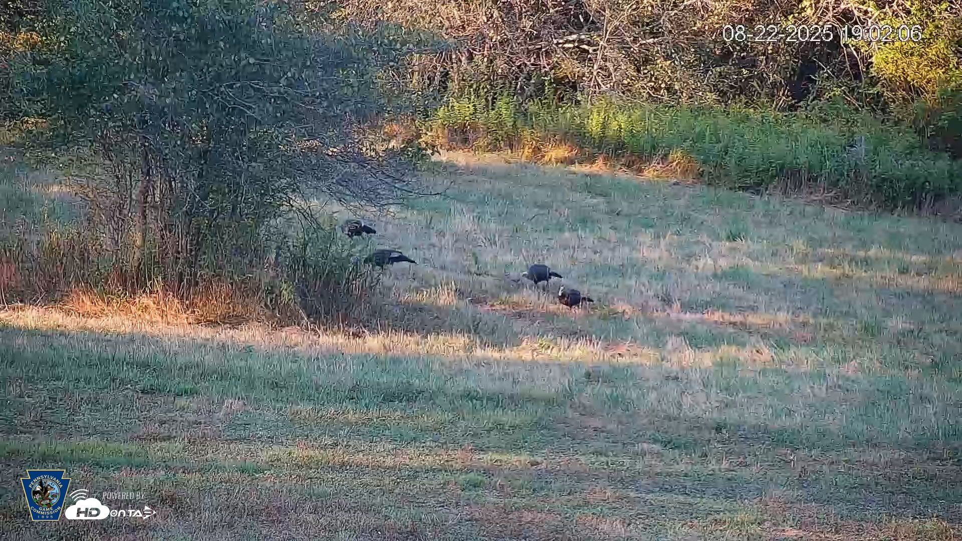 Snapshot of Pennsylvania Elk Live Webcam taken Aug 22, 2025, 7:02pm EDT