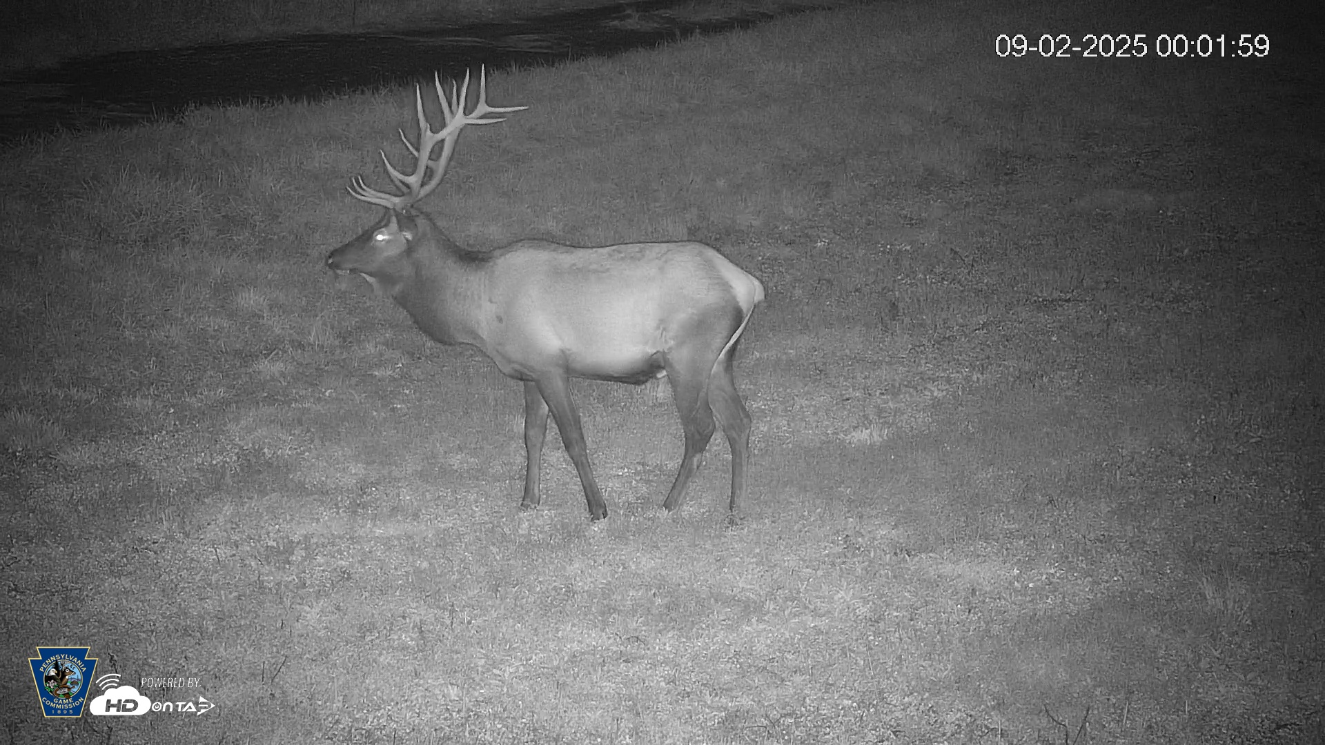 Snapshot of Pennsylvania Elk Live Webcam taken Sep 2, 2025, 12:02am EDT