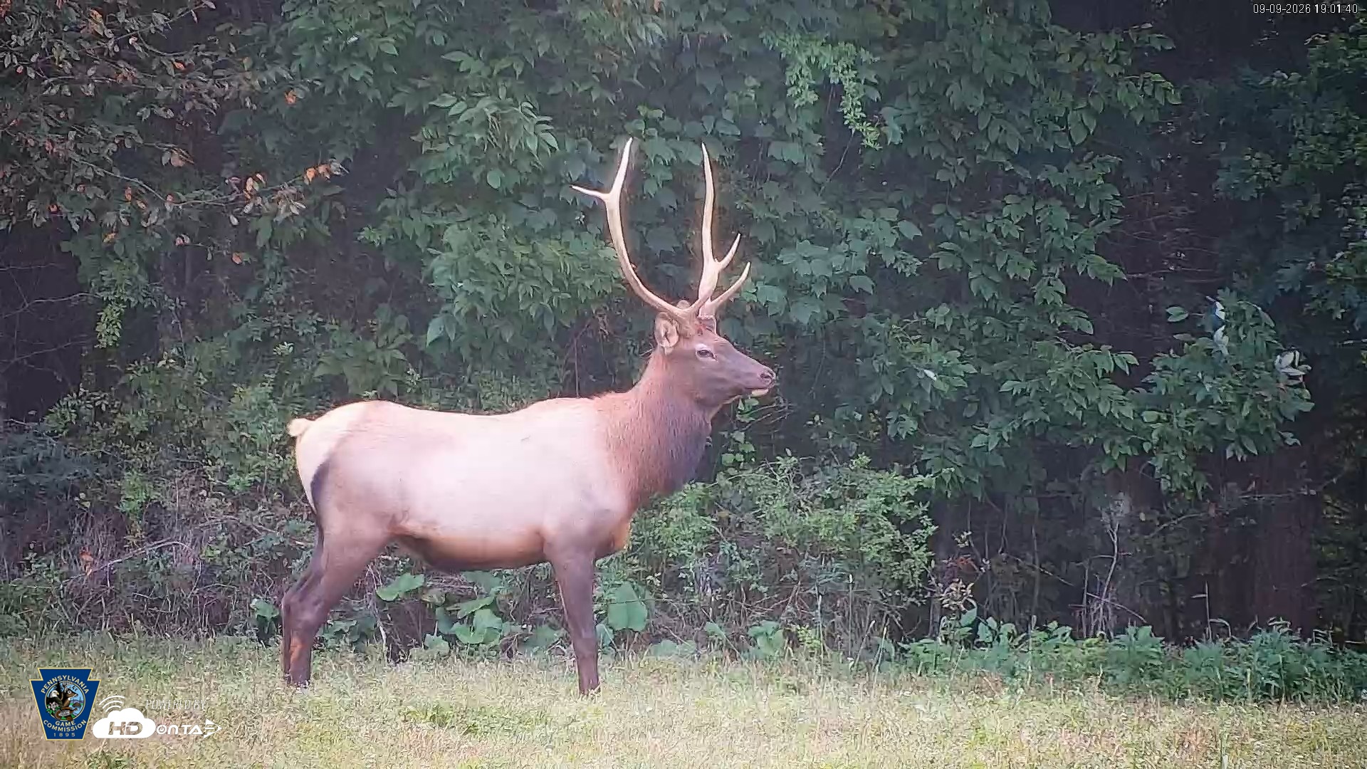 Snapshot of Pennsylvania Elk Live Webcam taken Sep 9, 2026, 7:02pm EDT