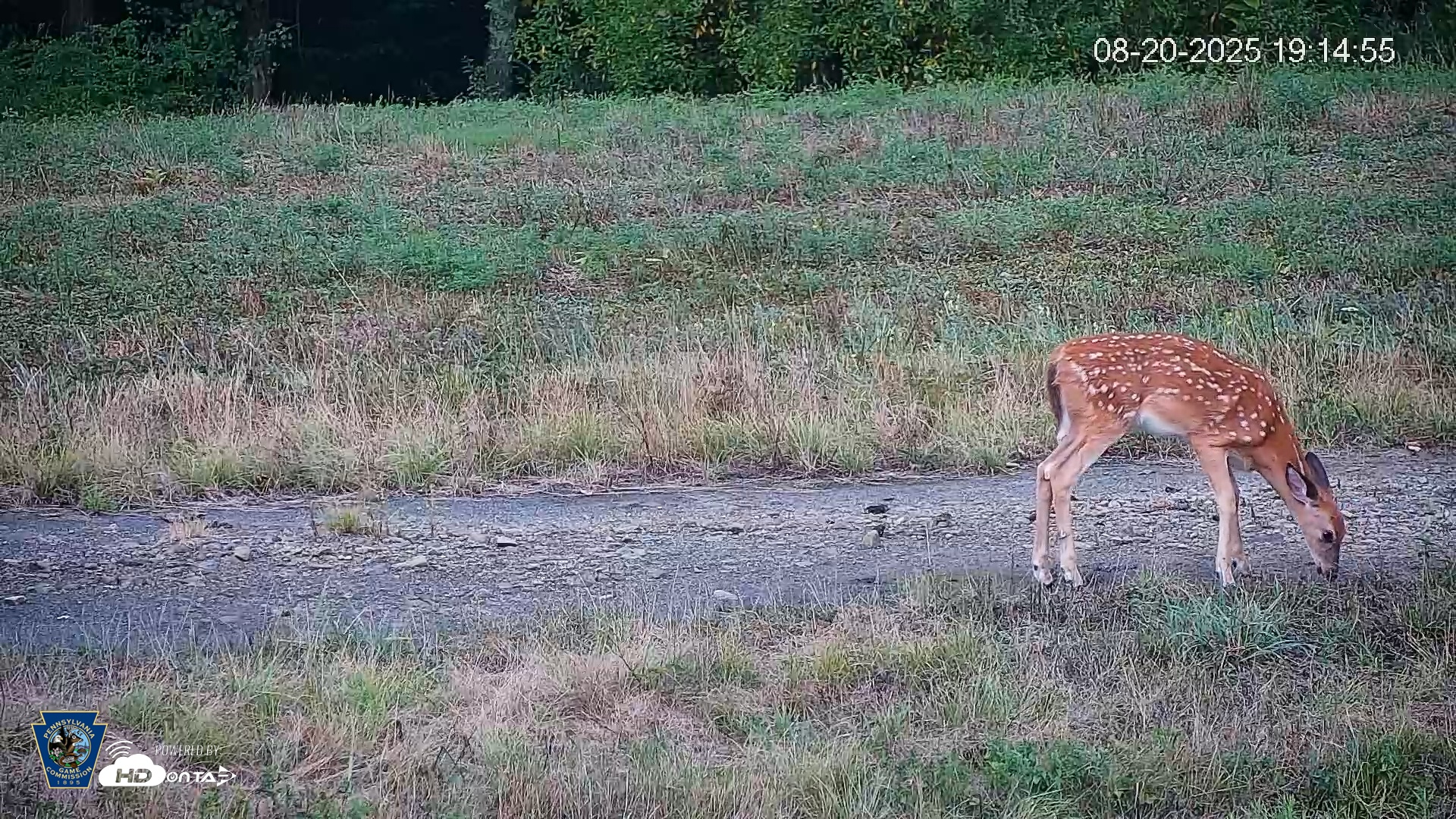 Snapshot of Pennsylvania Elk Live Webcam taken Aug 20, 2025, 7:15pm EDT