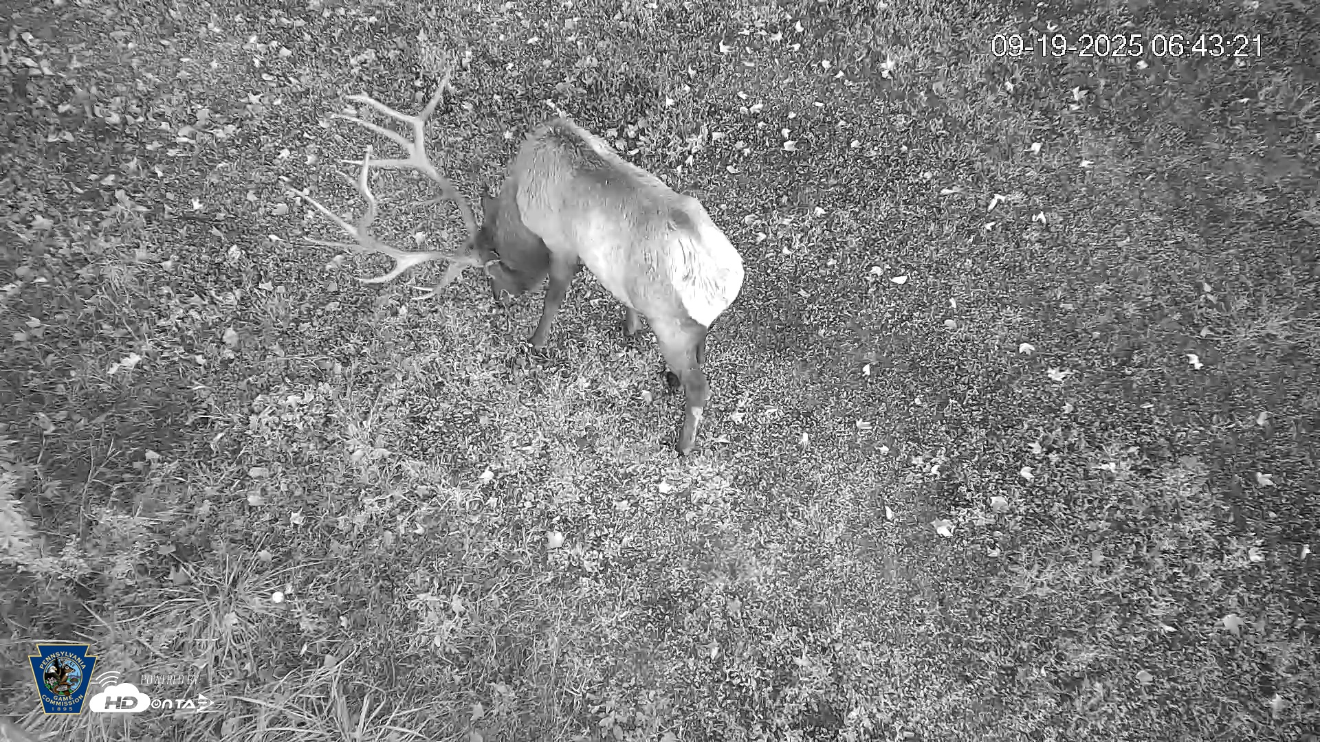Snapshot of Pennsylvania Elk Live Webcam taken Sep 19, 2025, 6:44am EDT