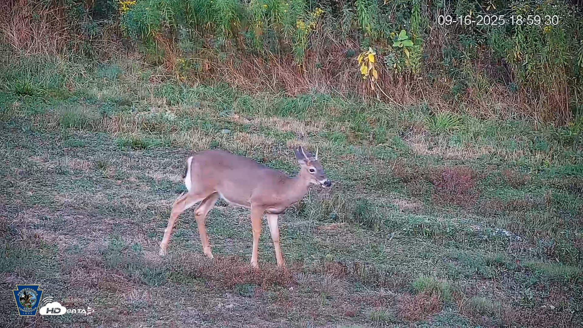 Snapshot of Pennsylvania Elk Live Webcam taken Sep 16, 2025, 7:00pm EDT