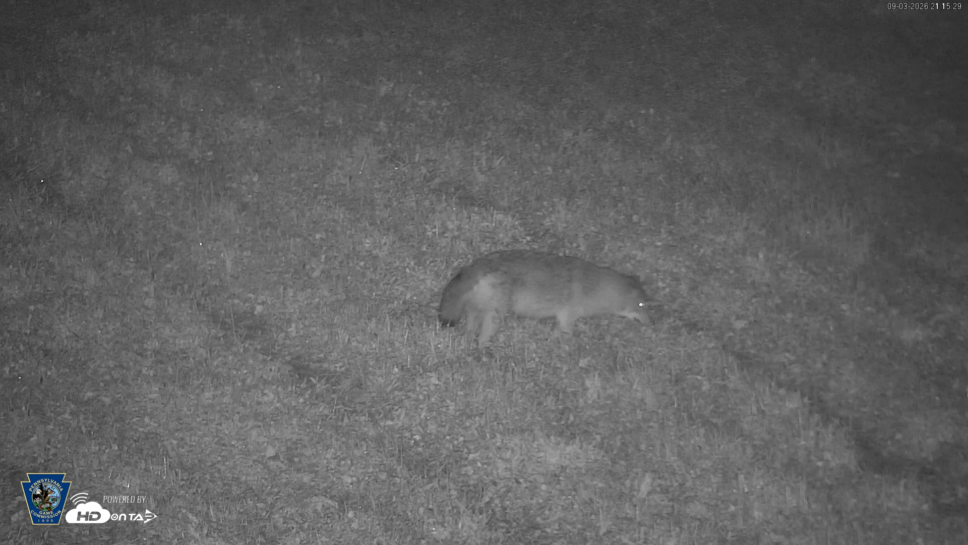 Snapshot of Pennsylvania Elk Live Webcam taken Sep 3, 2026, 9:16pm EDT