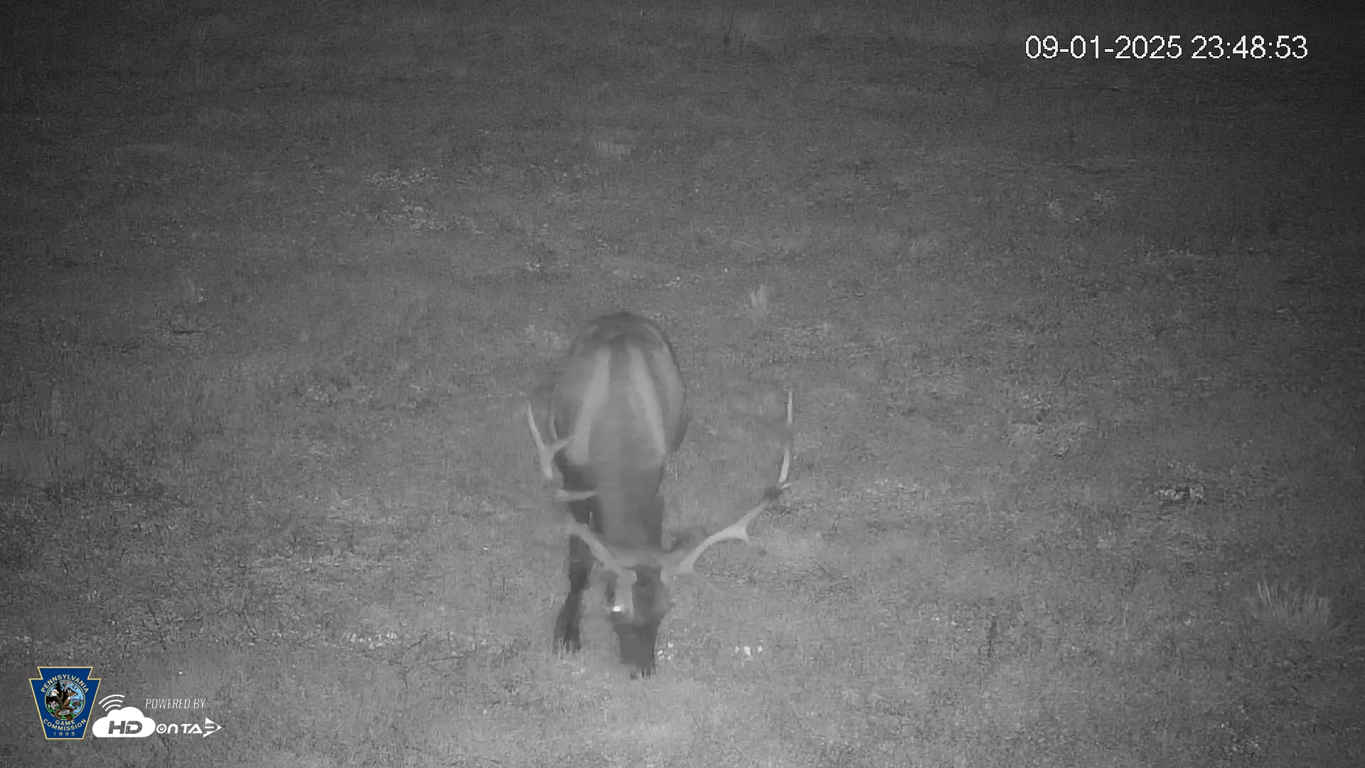 Snapshot of Pennsylvania Elk Live Webcam taken Sep 1, 2025, 11:49pm EDT