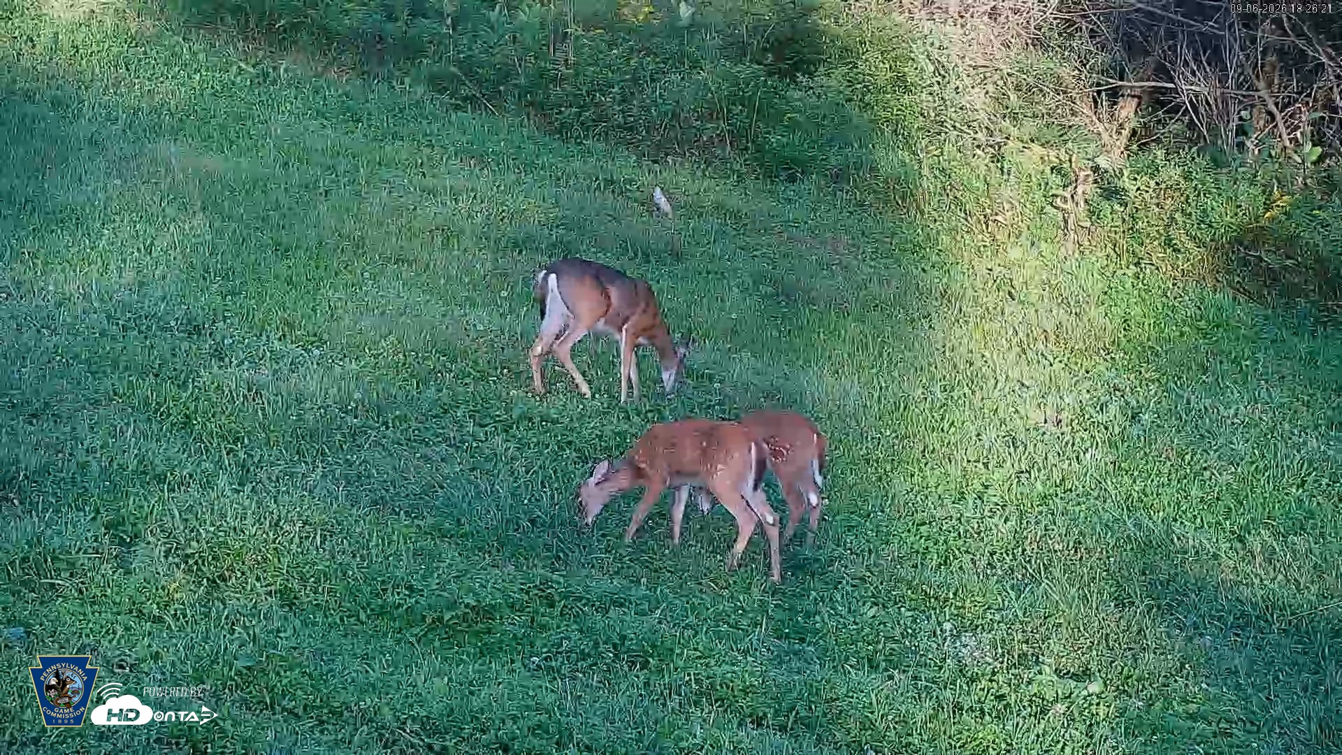 Snapshot of Pennsylvania Elk Live Webcam taken Sep 6, 2026, 6:27pm EDT