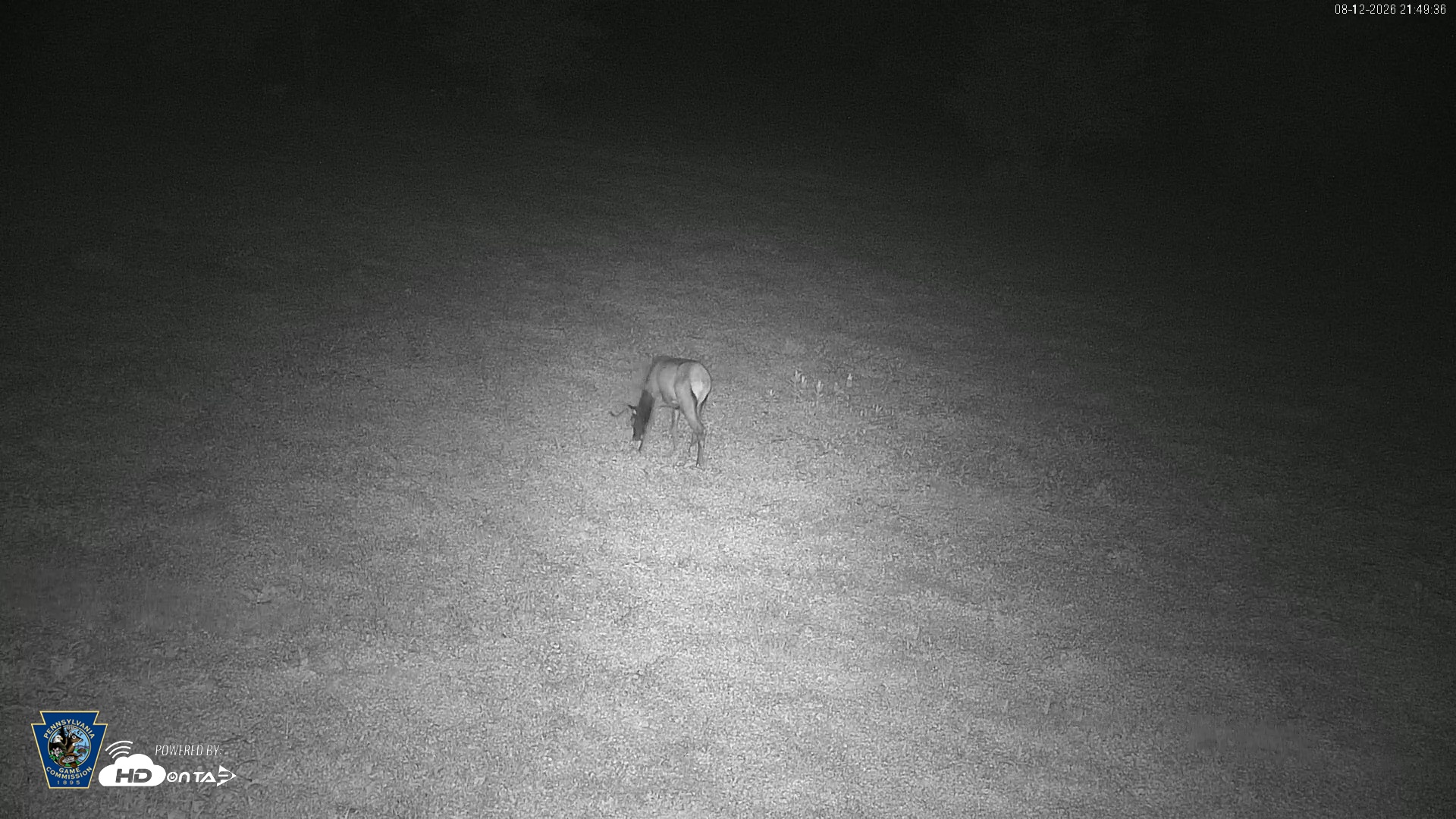 Snapshot of Pennsylvania Elk Live Webcam taken Aug 12, 2026, 9:50pm EDT