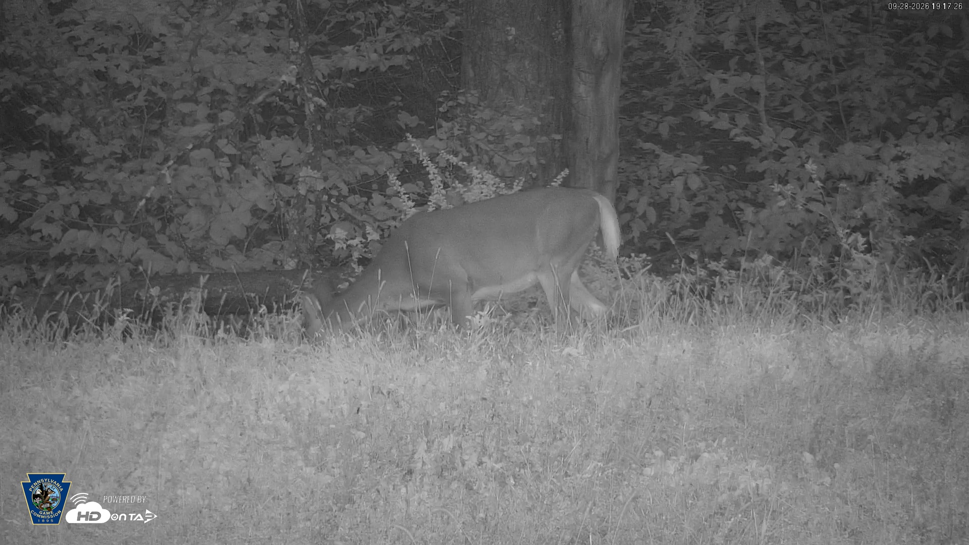 Snapshot of Pennsylvania Elk Live Webcam taken Sep 28, 2026, 7:18pm EDT