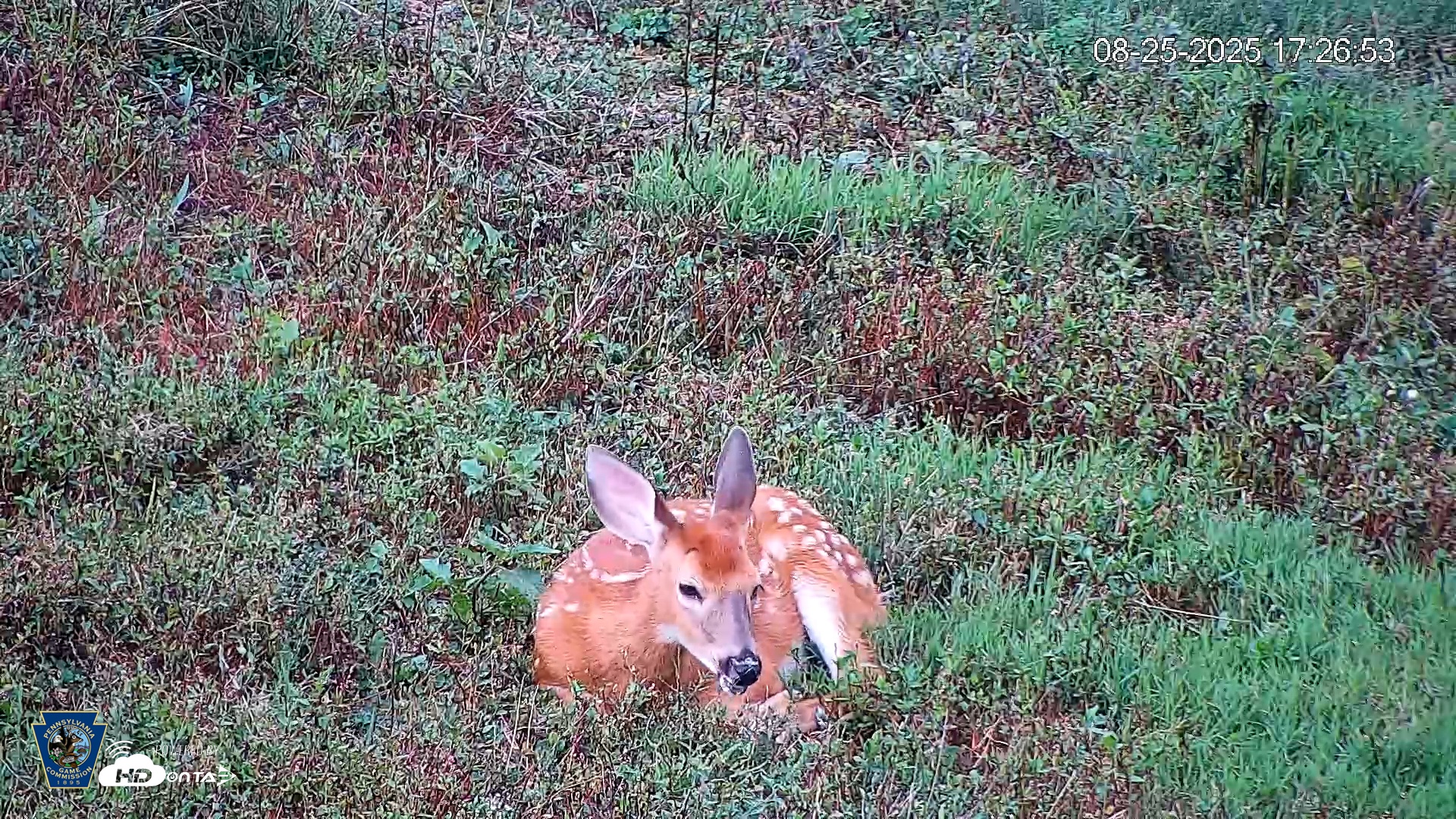 Snapshot of Pennsylvania Elk Live Webcam taken Aug 25, 2025, 5:27pm EDT