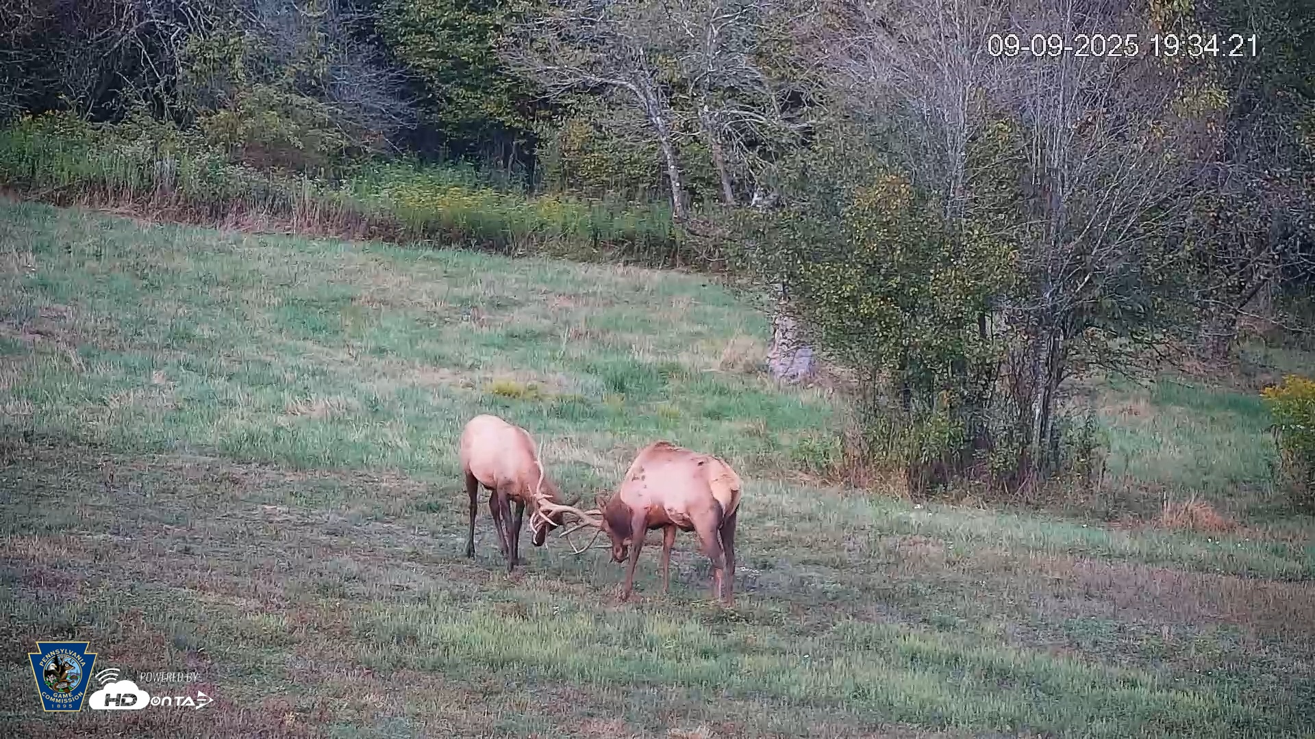Snapshot of Pennsylvania Elk Live Webcam taken Sep 9, 2025, 7:35pm EDT