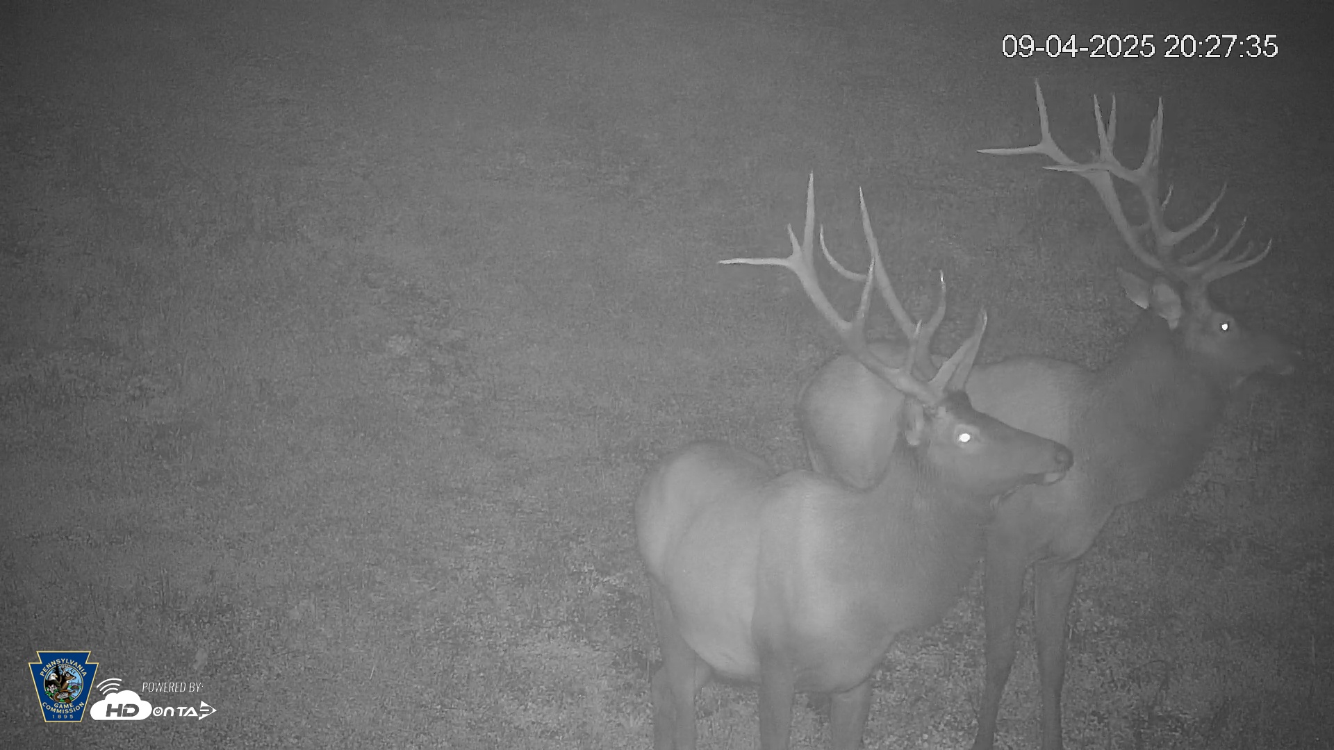 Snapshot of Pennsylvania Elk Live Webcam taken Sep 4, 2025, 8:28pm EDT
