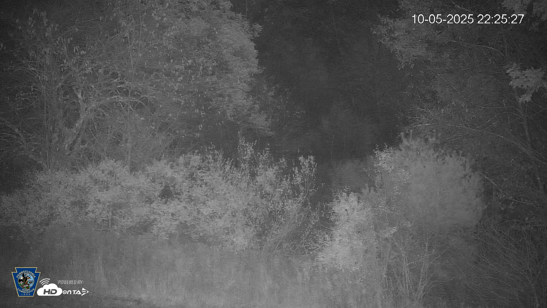 Snapshot of Pennsylvania Elk Live Webcam taken Oct 5, 2025, 10:27pm EDT
