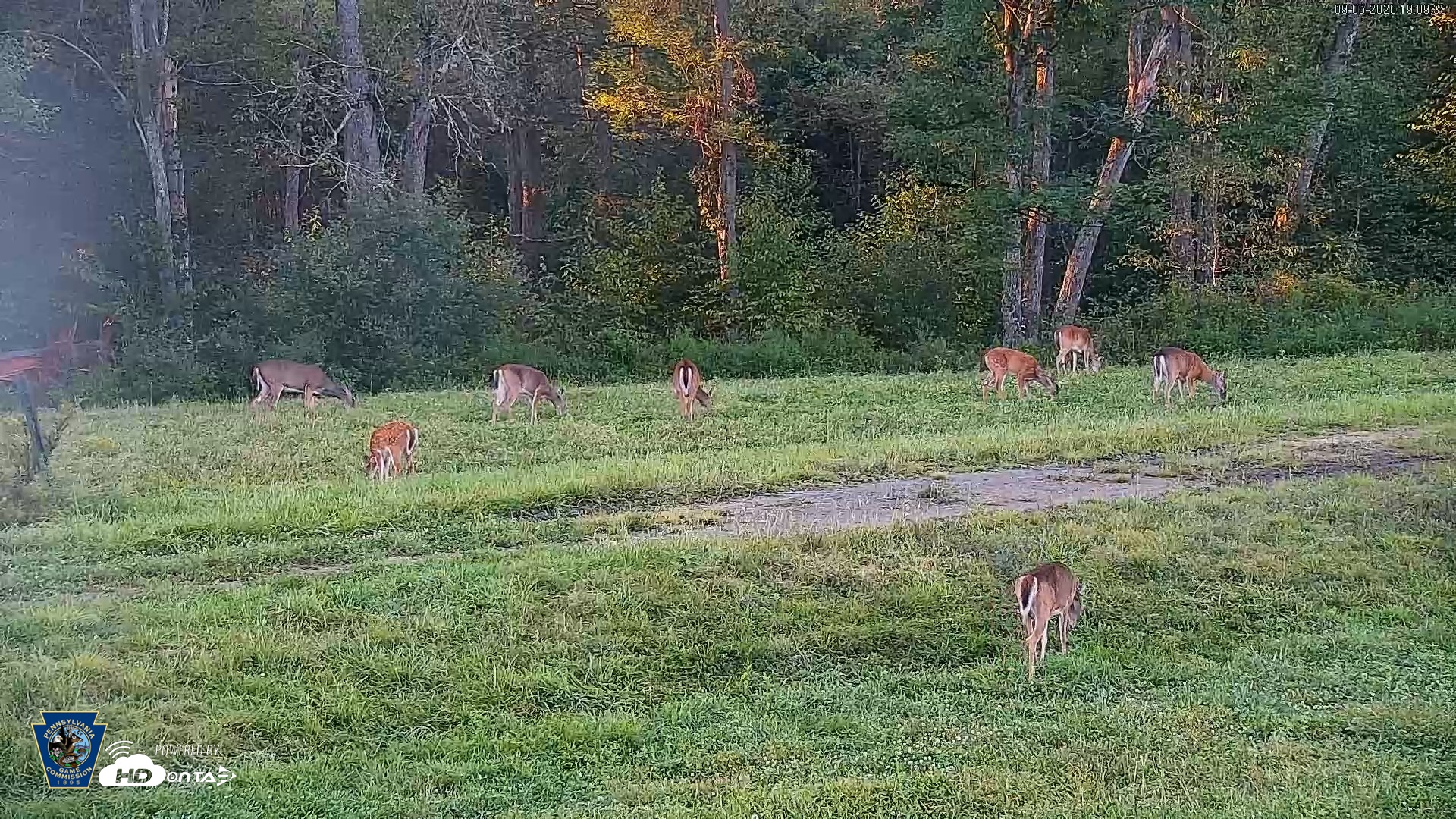 Snapshot of Pennsylvania Elk Live Webcam taken Sep 5, 2026, 7:10pm EDT
