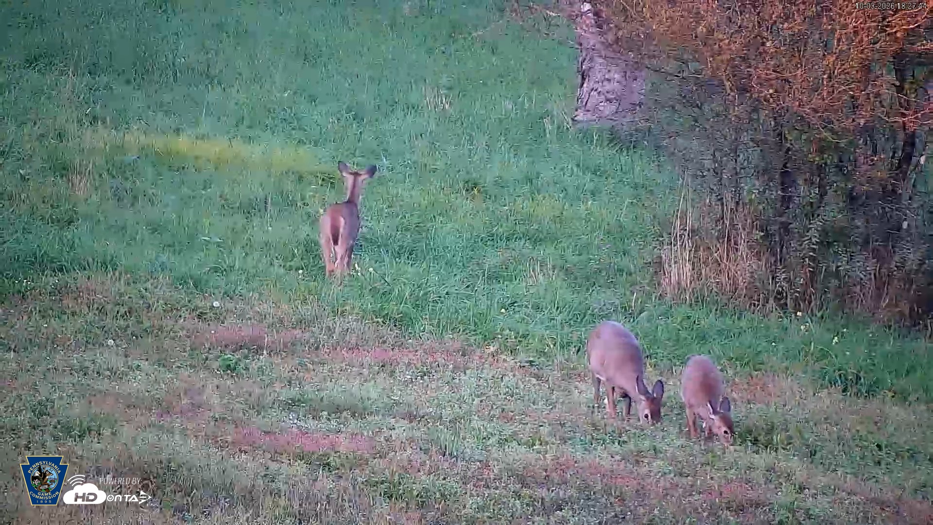 Snapshot of Pennsylvania Elk Live Webcam taken Oct 3, 2026, 6:28pm EDT