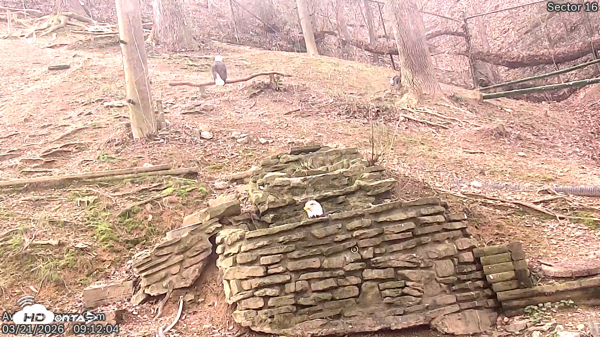 Snapshot of Dollywood Eagles Live Webcam - Aviary 2 taken Mar 21, 2026, 9:12am EDT
