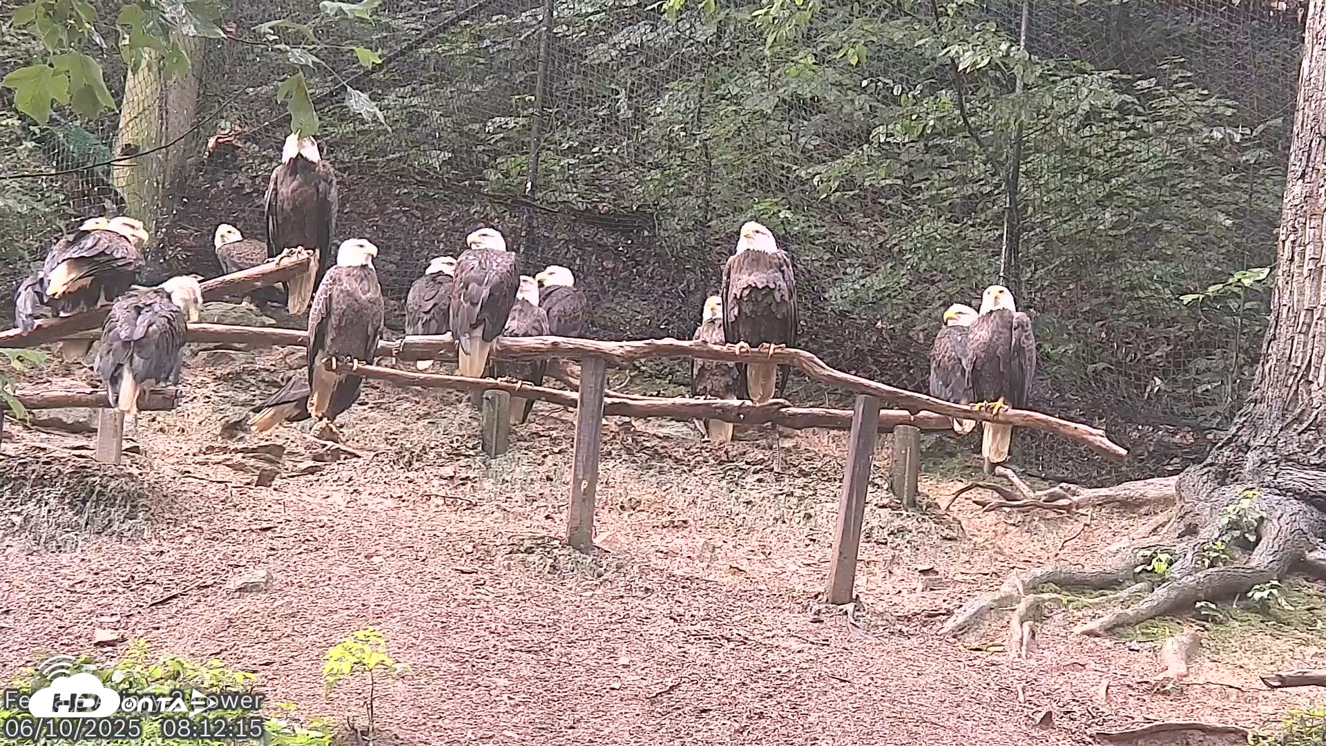 Snapshot of Dollywood Eagles Live Webcam - Aviary 2 taken Jun 10, 2025, 8:12am EDT