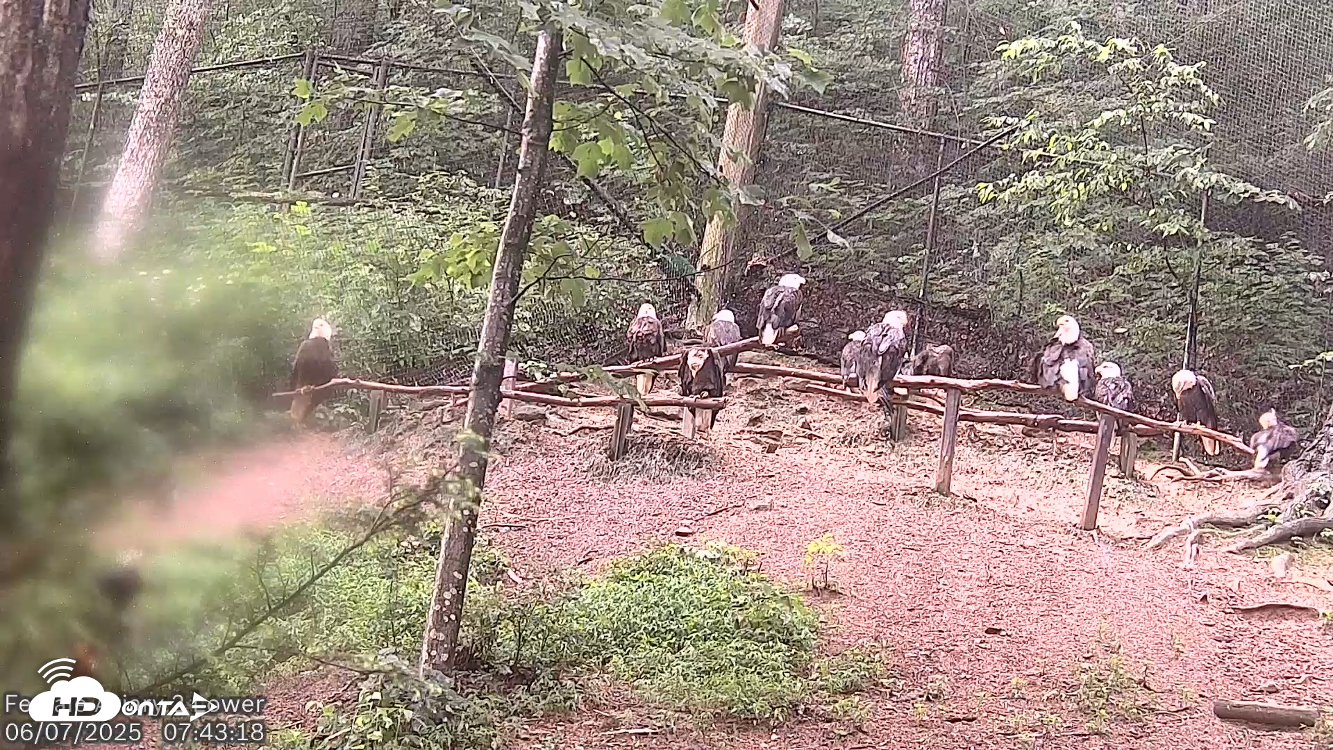 Snapshot of Dollywood Eagles Live Webcam - Aviary 2 taken Jun 7, 2025, 7:43am EDT