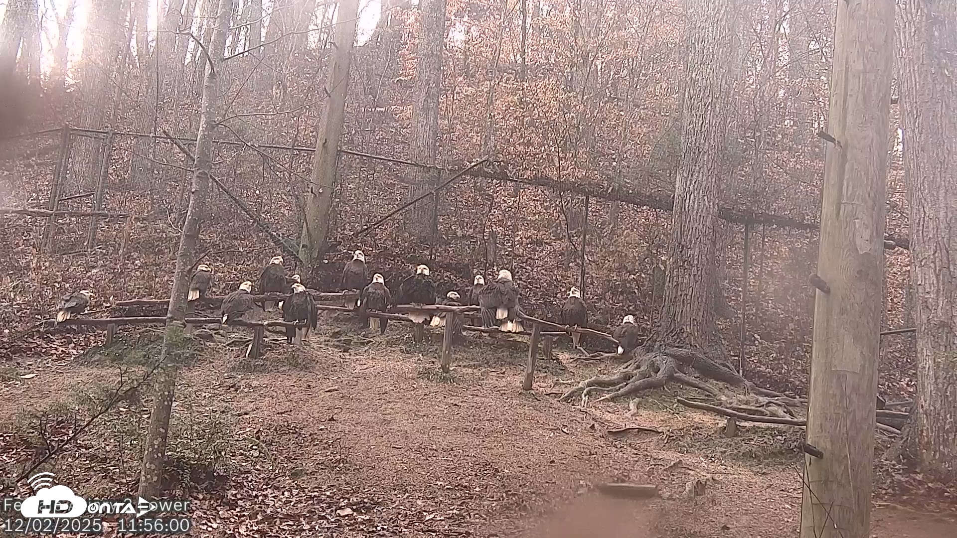 Snapshot of Dollywood Eagles Live Webcam - Aviary 2 taken Dec 2, 2025, 11:56am EST