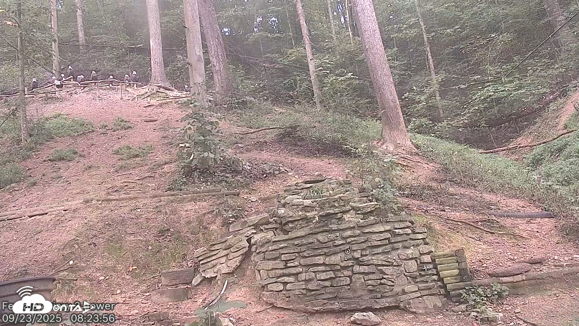 Snapshot of Dollywood Eagles Live Webcam - Aviary 2 taken Sep 23, 2025, 8:24am EDT