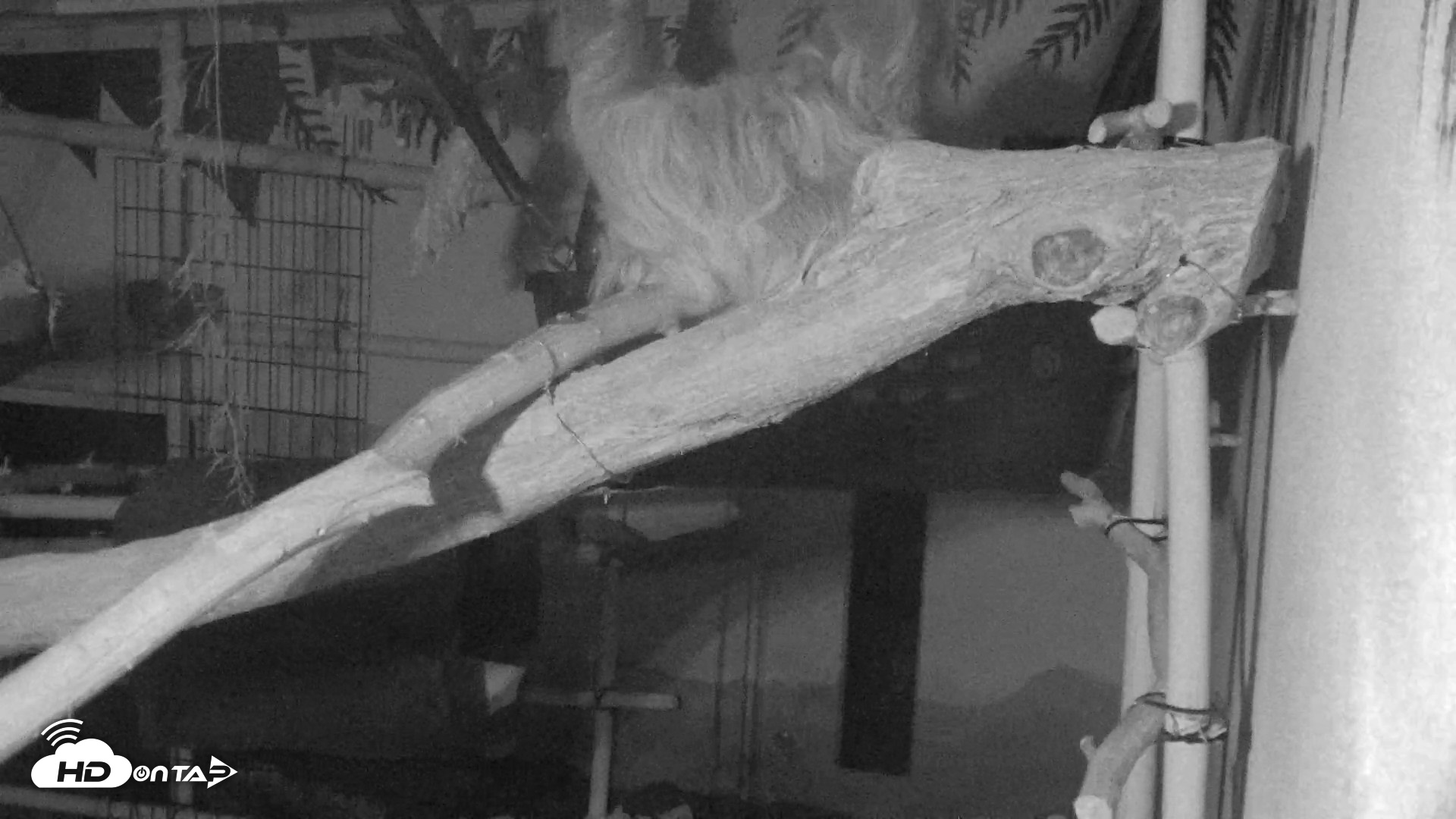 Snapshot of Reid Park Zoo Sloth Live Webcam taken May 28, 2026, 2:24am MST