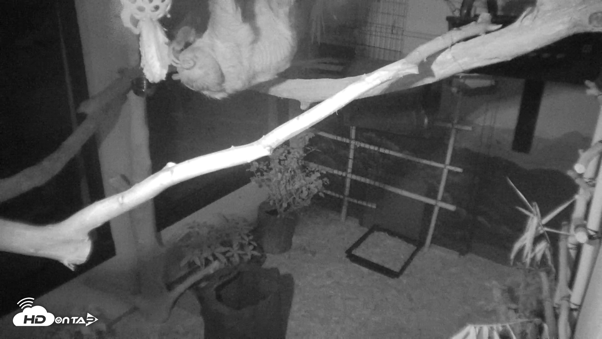 Snapshot of Reid Park Zoo Sloth Live Webcam taken Apr 7, 2026, 7:40pm MST