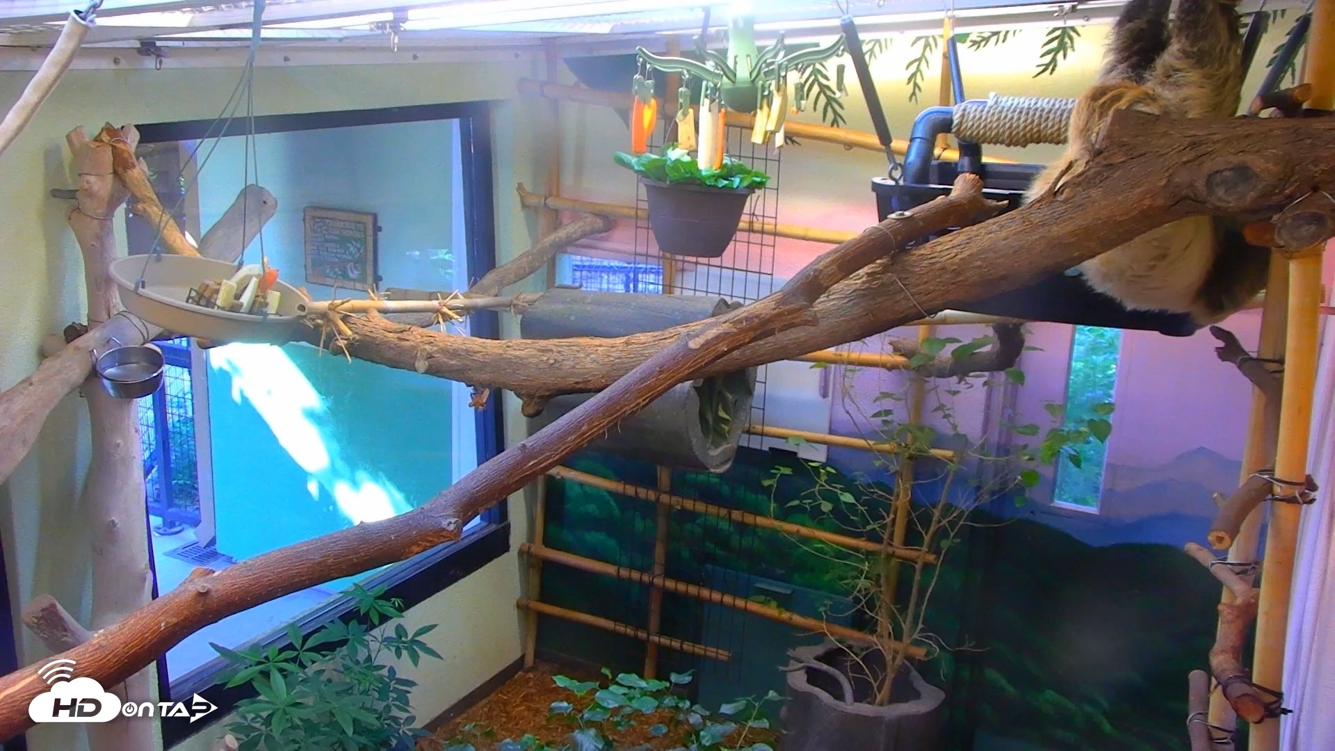 Snapshot of Reid Park Zoo Sloth Live Webcam taken Sep 18, 2026, 3:51pm MST