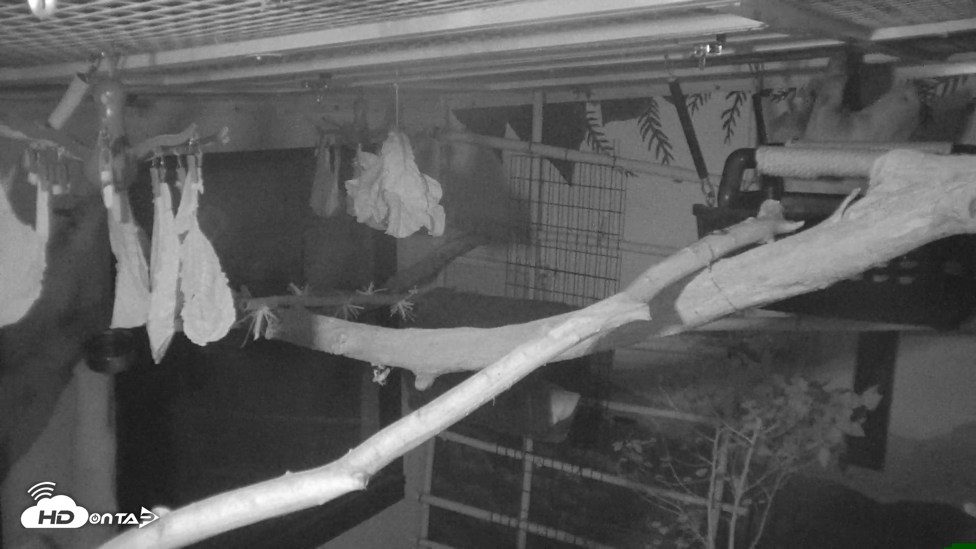 Snapshot of Reid Park Zoo Sloth Live Webcam taken Oct 18, 2026, 4:37am MST