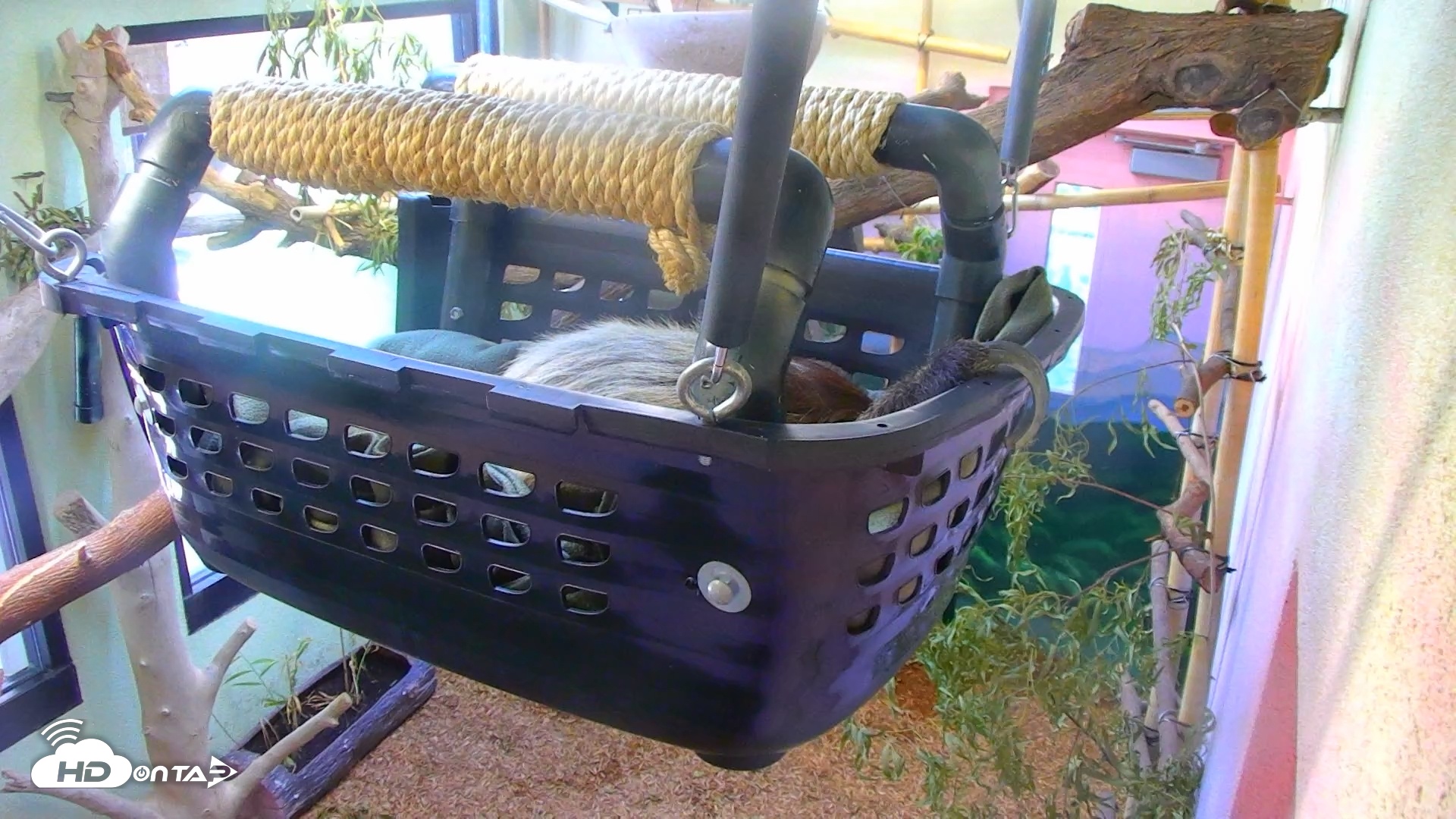 Snapshot of Reid Park Zoo Sloth Live Webcam taken Dec 30, 2025, 1:50pm MST