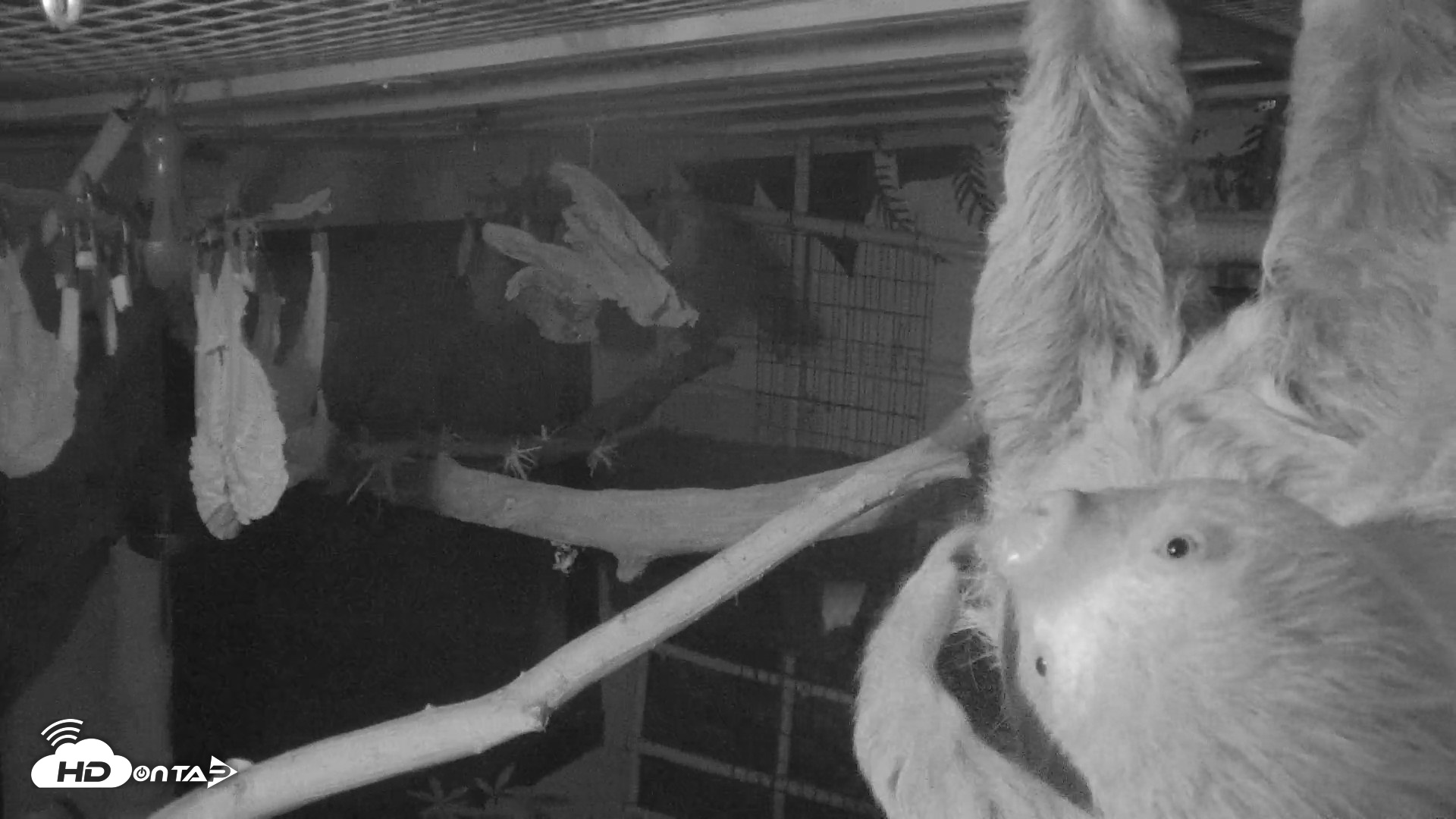 Snapshot of Reid Park Zoo Sloth Live Webcam taken Oct 17, 2026, 10:01pm MST