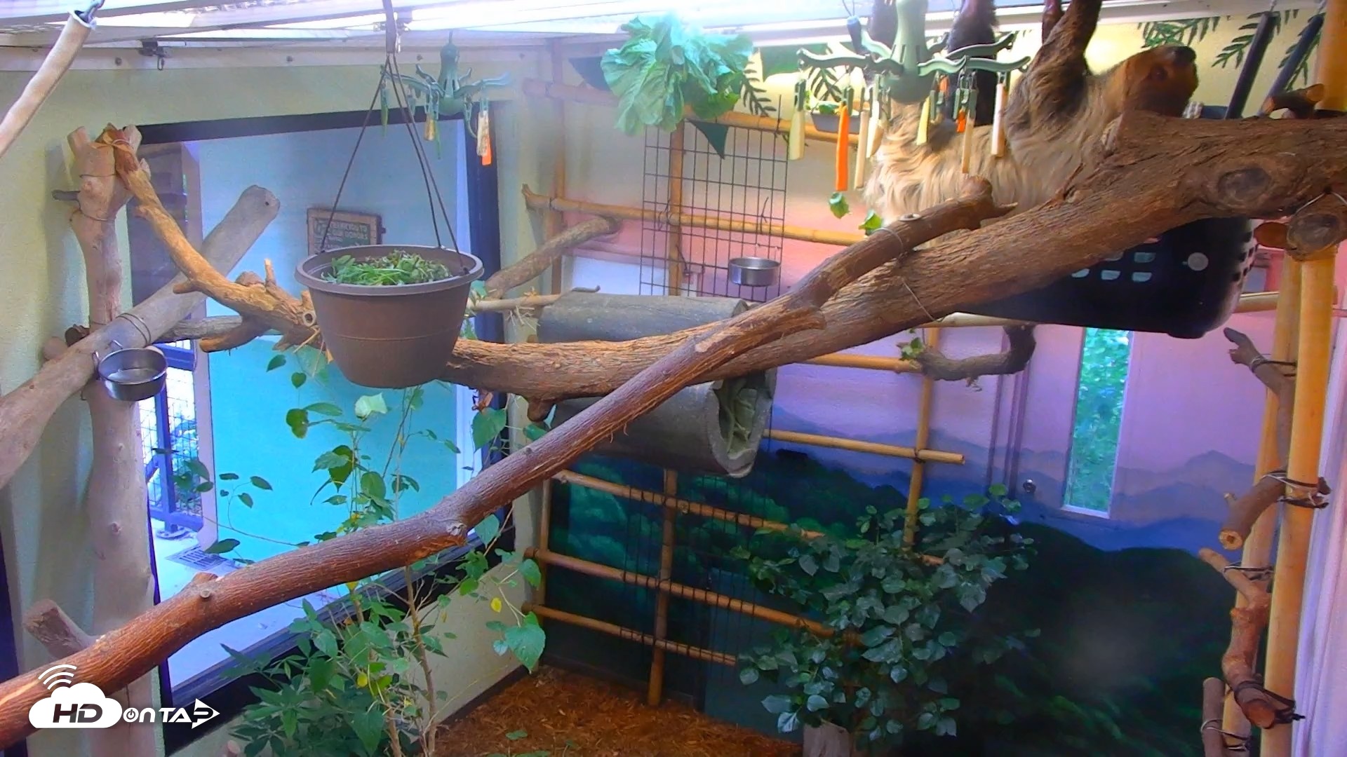Snapshot of Reid Park Zoo Sloth Live Webcam taken Sep 4, 2026, 4:40pm MST