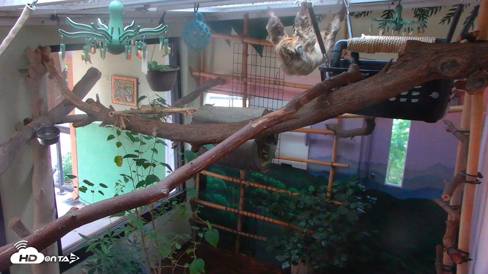 Snapshot of Reid Park Zoo Sloth Live Webcam taken Sep 13, 2026, 6:07pm MST