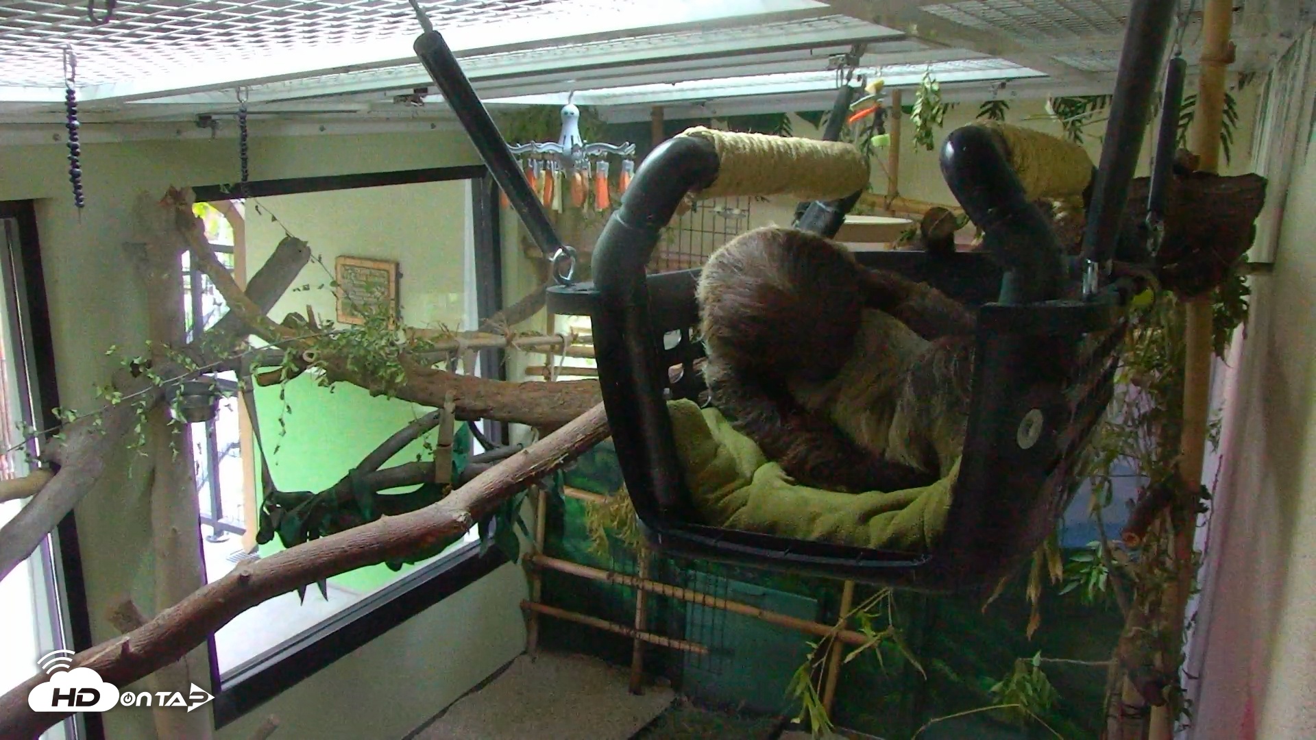 Snapshot of Reid Park Zoo Sloth taken May 8, 2025, 6:31pm MST