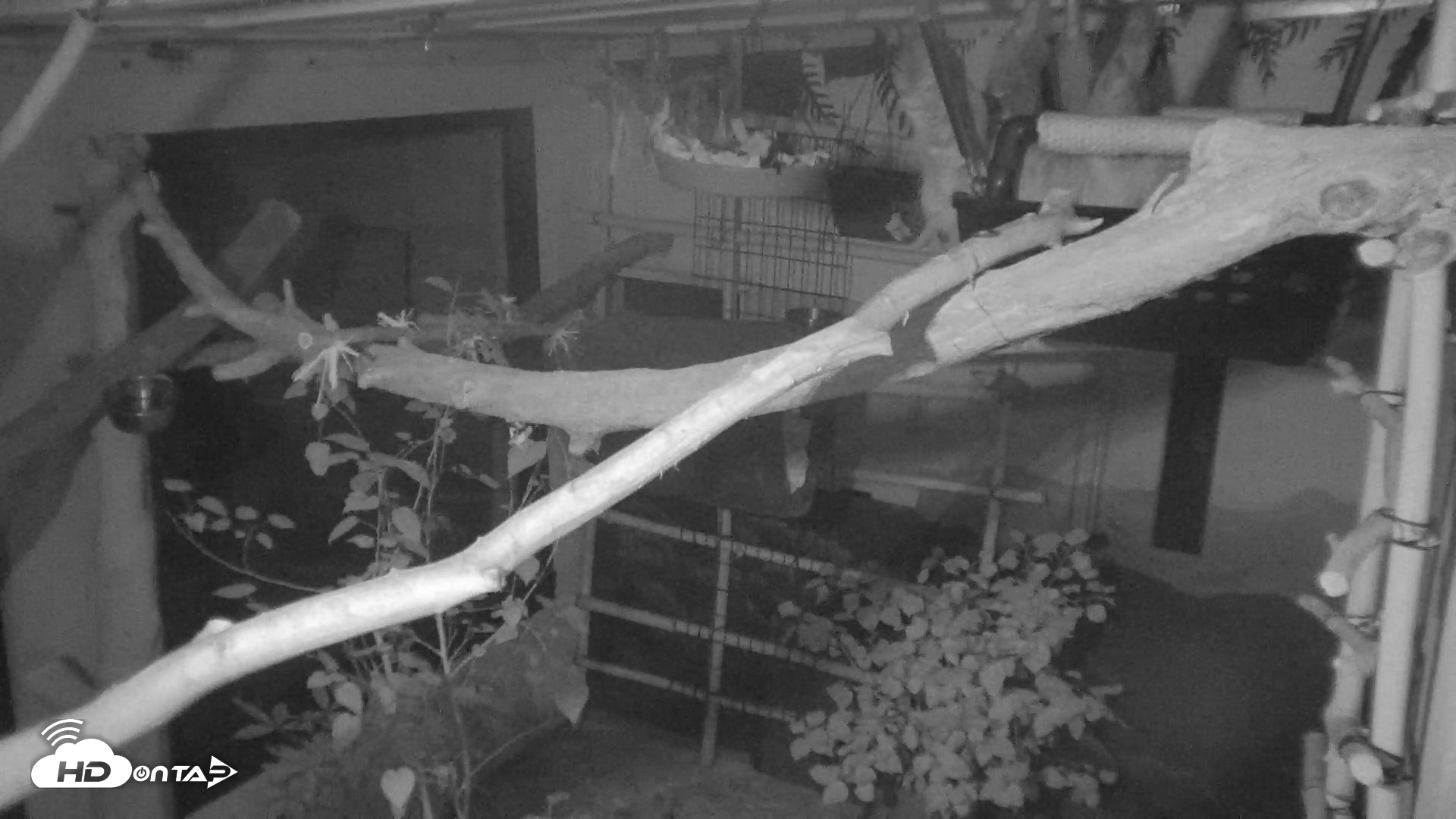 Snapshot of Reid Park Zoo Sloth Live Webcam taken Sep 6, 2026, 2:41am MST