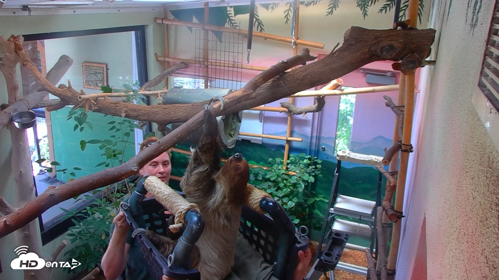 Snapshot of Reid Park Zoo Sloth Live Webcam taken Aug 17, 2026, 1:58pm MST