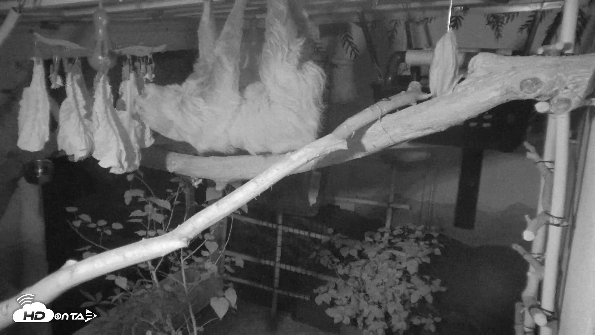 Snapshot of Reid Park Zoo Sloth Live Webcam taken Aug 22, 2026, 3:40am MST