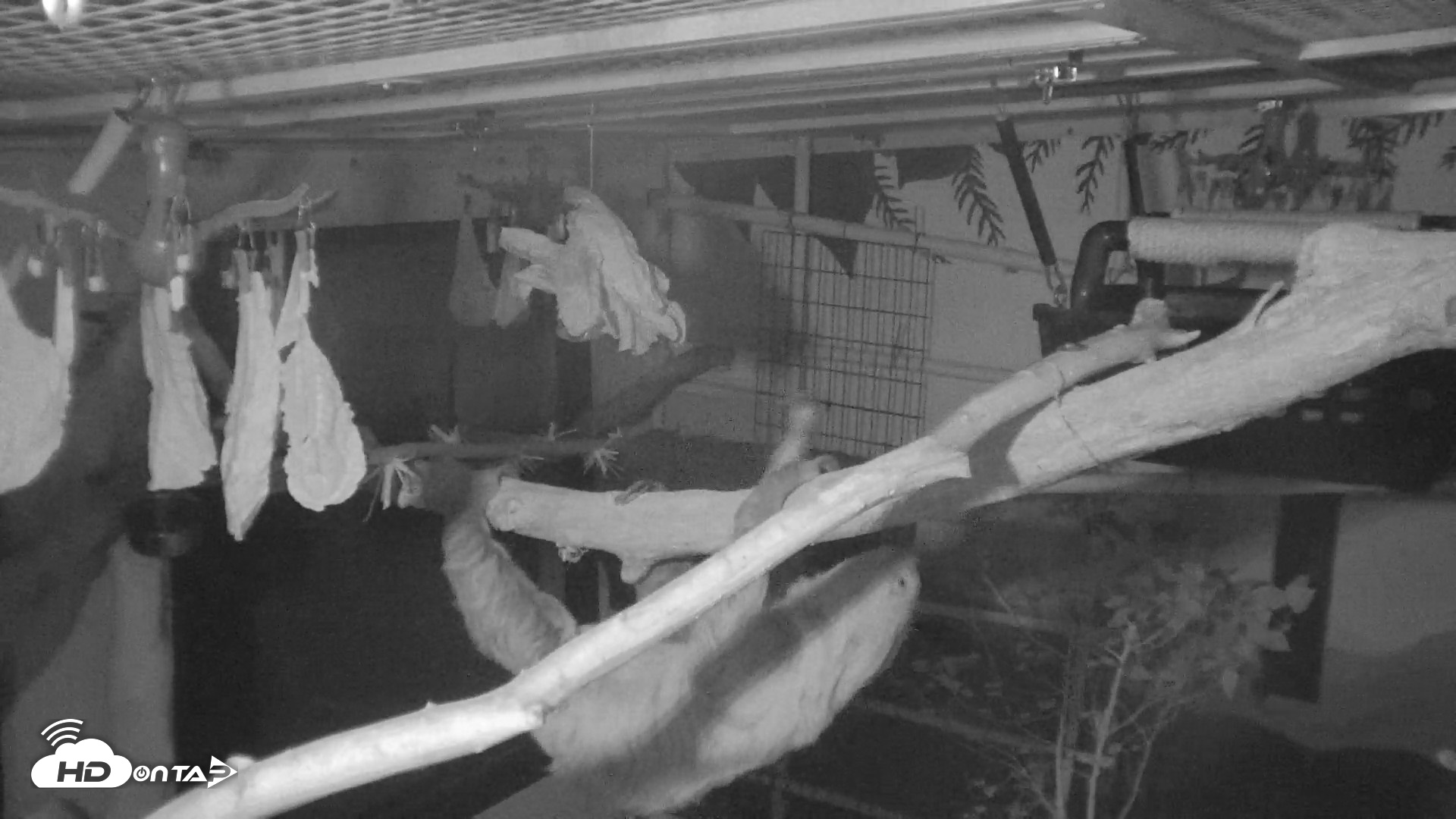 Snapshot of Reid Park Zoo Sloth Live Webcam taken Oct 18, 2026, 4:47am MST