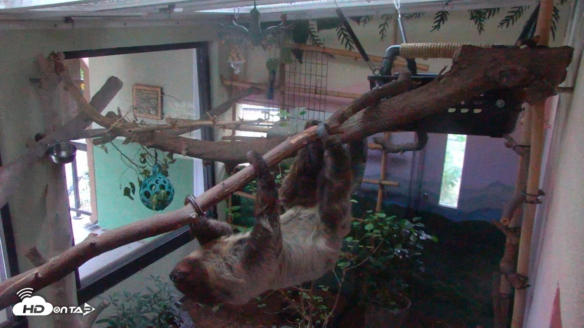 Snapshot of Reid Park Zoo Sloth Live Webcam taken May 3, 2026, 5:50am MST